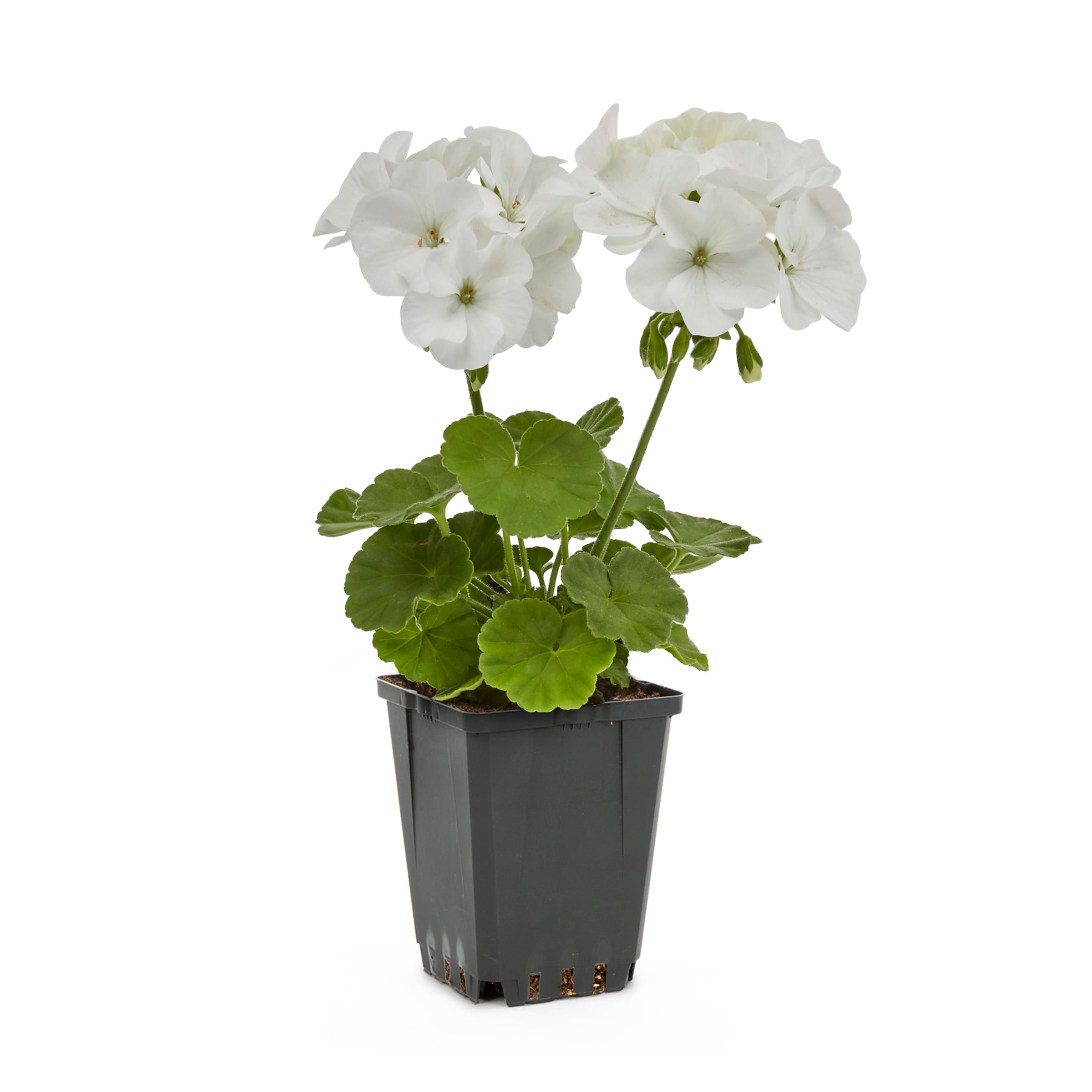Lowe's 93399 Multicolor Geranium in 1-Pint Pot