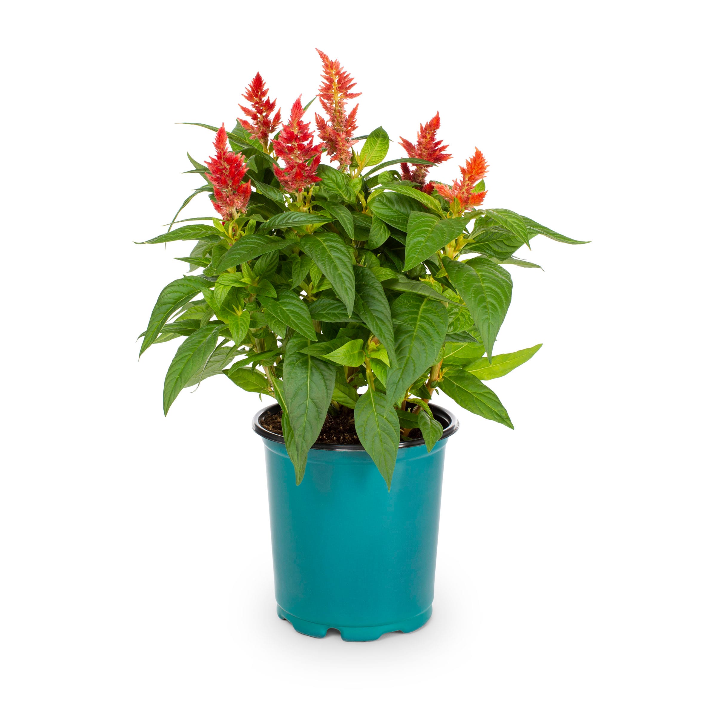 Lowe's NURSERY annuals - View #5