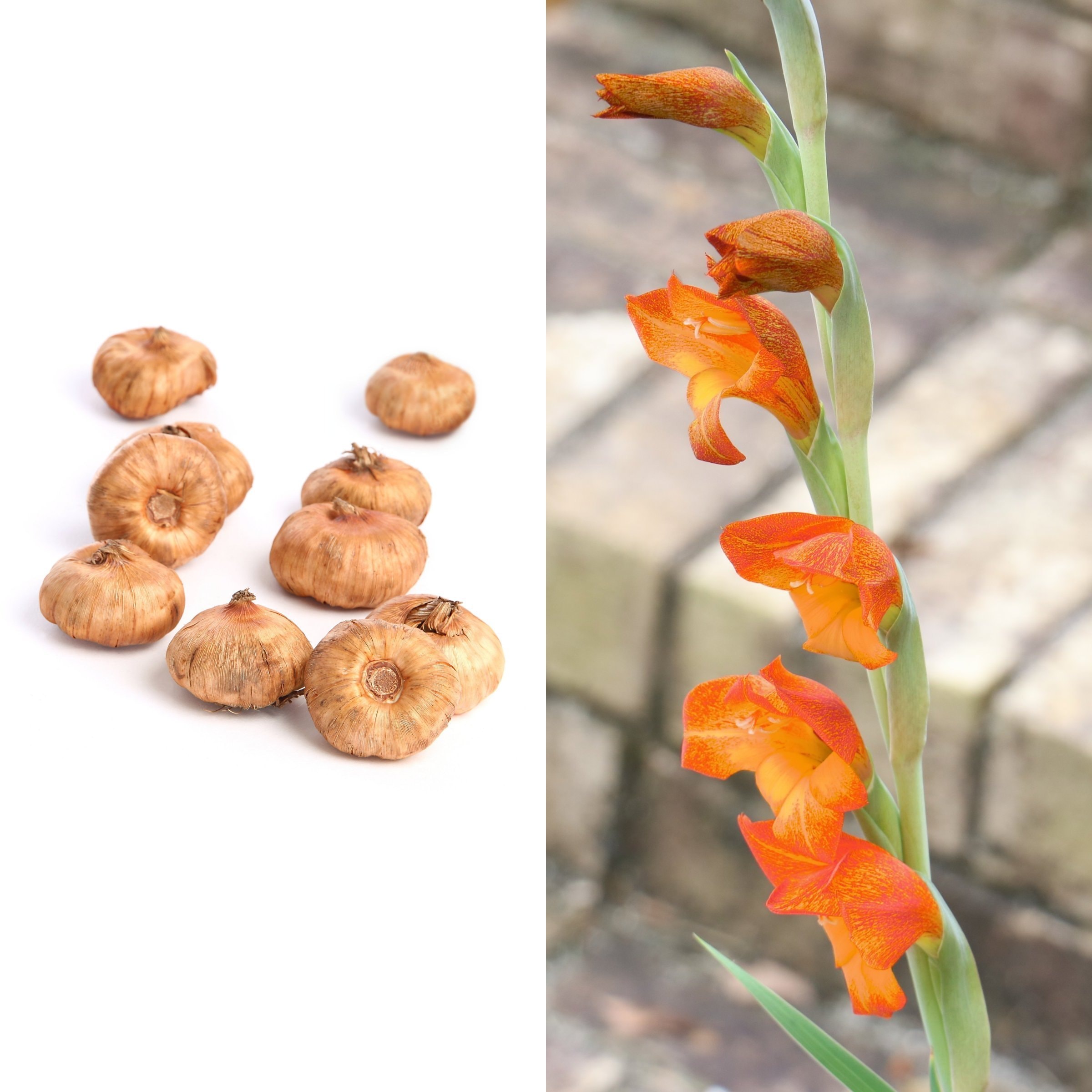 National Plant Network Orange Gladioli Cornelli Bulbs Bulbs 20 -Pack