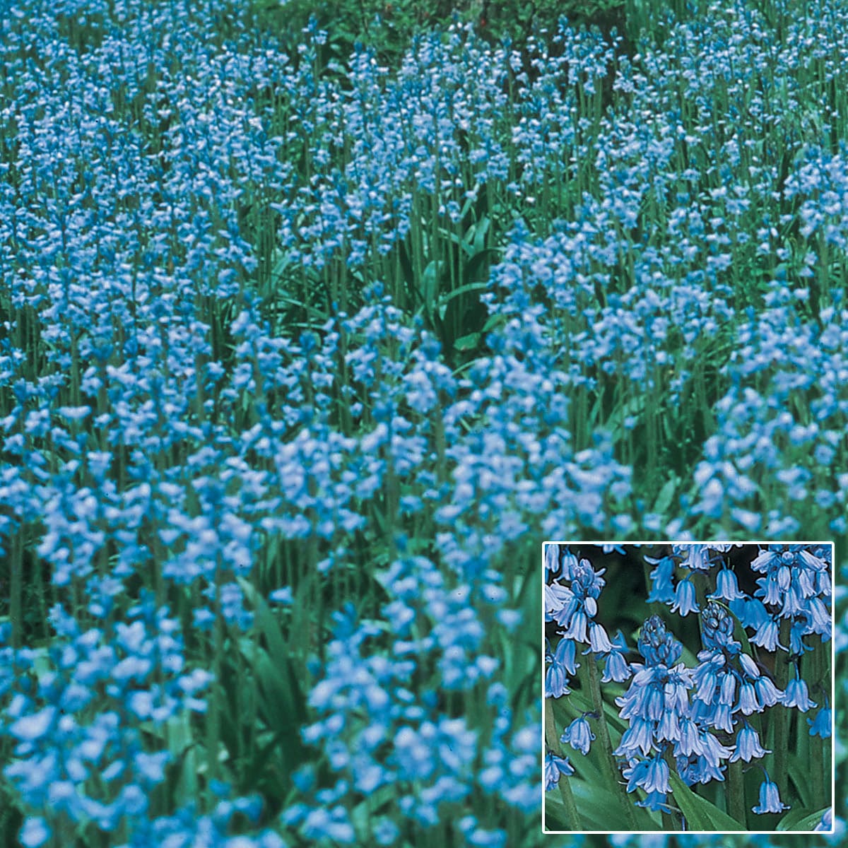 Humphreys Garden® Cultivated English Bluebells Bulbs Size 6/7 20 Jacinthe des Bois Glockenblume Campanilla