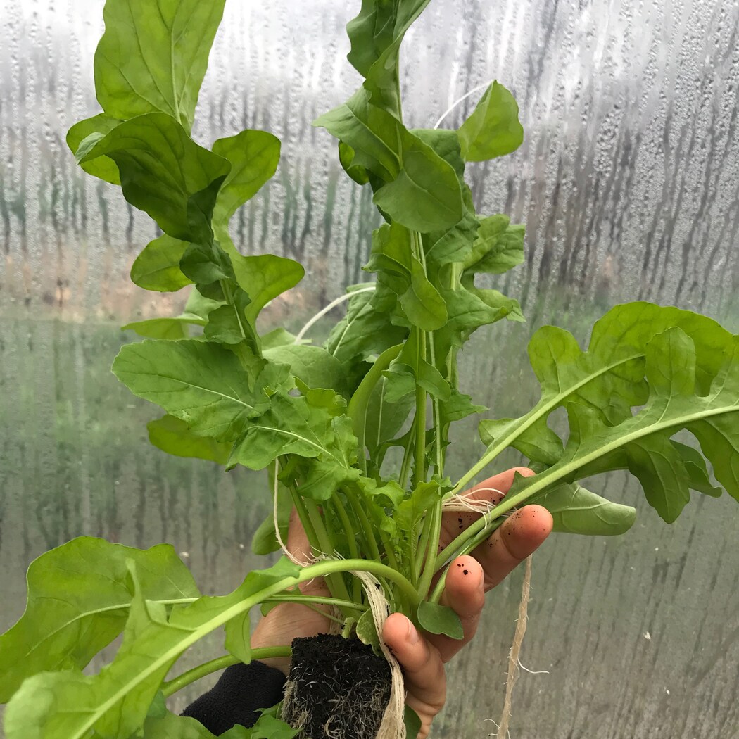 Lettuce Grow SO-SV-12-107603 Vegetable-Plants - View #12