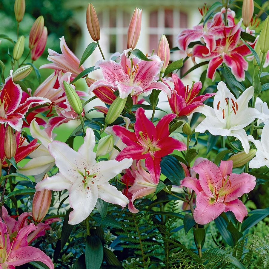 Lowe's NURSERY Multicolor Oriental Lily Plant in 2.5 -Quart Pot
