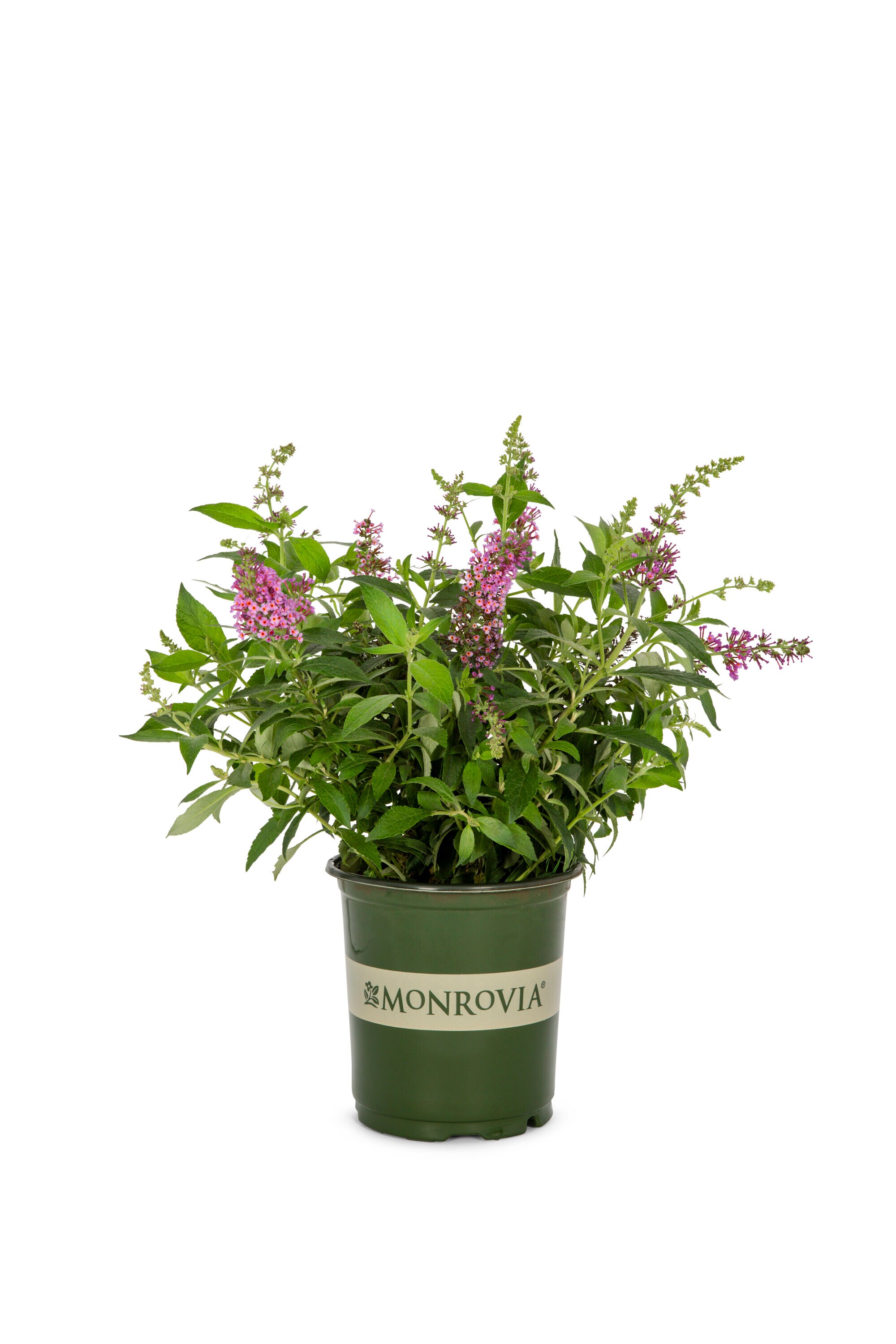 Monrovia Pink Butterfly Bush Plant in 2.5-Quart Pot 3-Pack in the ...