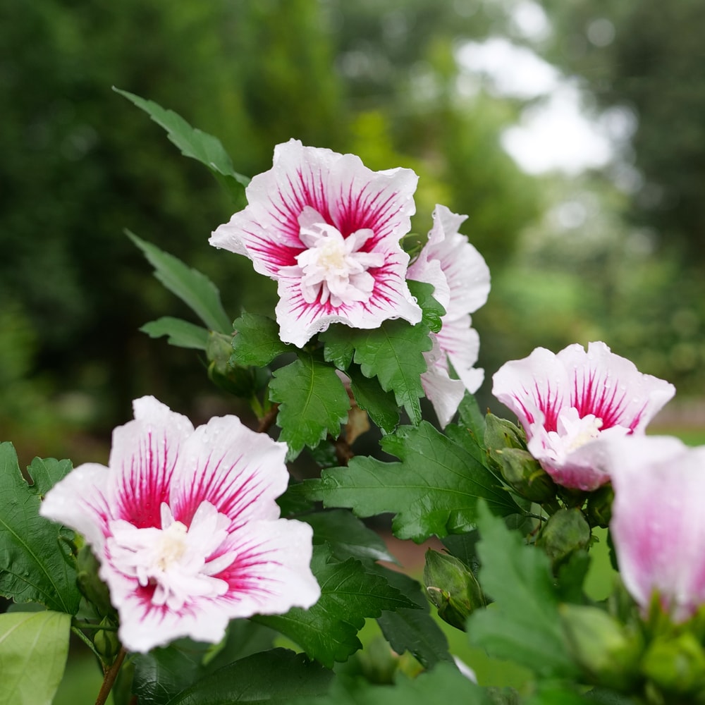 Proven Winners HIBPRC2166101 Starblast Chiffon Rose of Sharon (Hibiscus) Flowering Shrub in 1 -Gallon Pot 1.0 -Pack with Multicolor Blooms