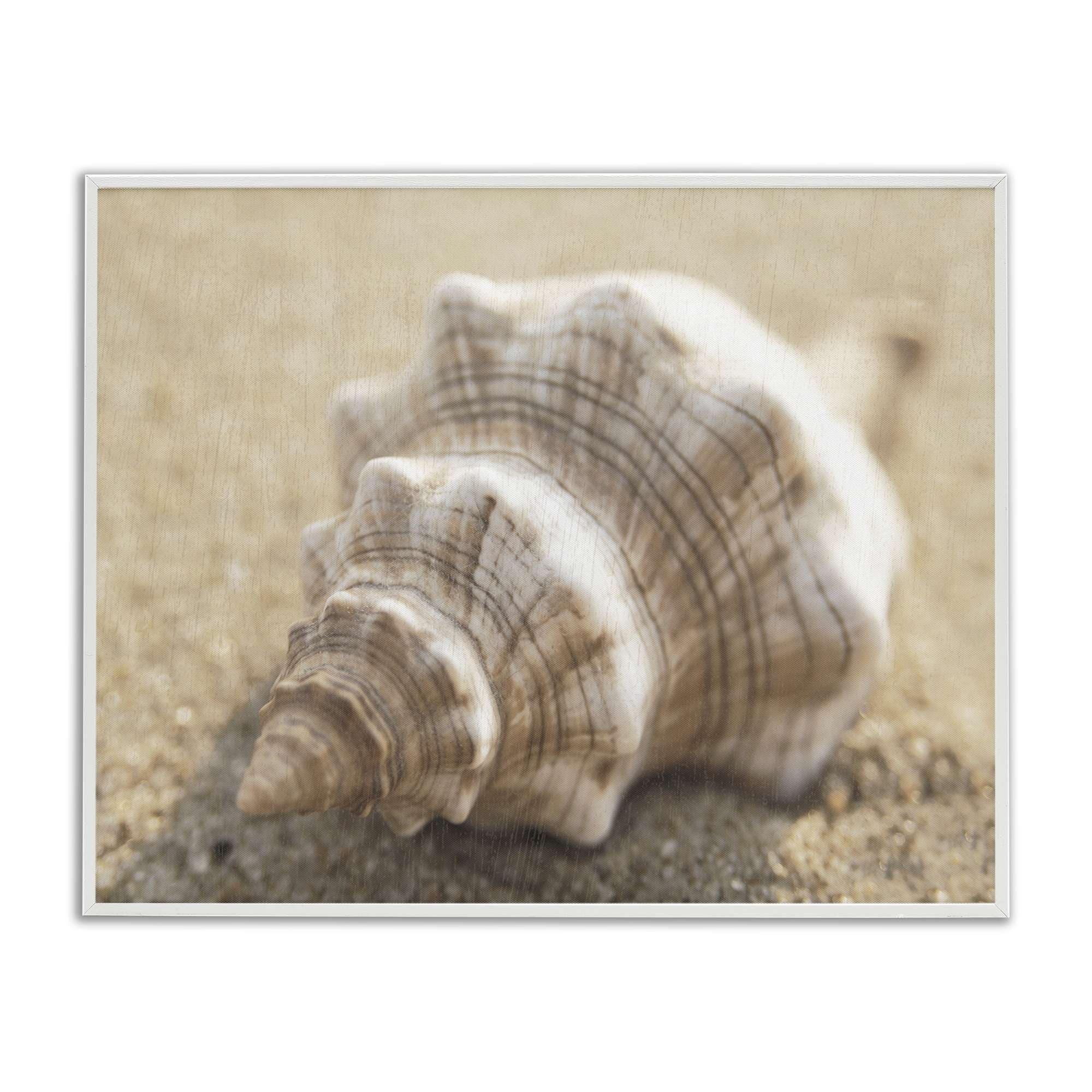 Stupell Industries BS-149-WFR-24X30 Neutral Tone Conch Shell Framed Giclee design by Dora Rotondella
