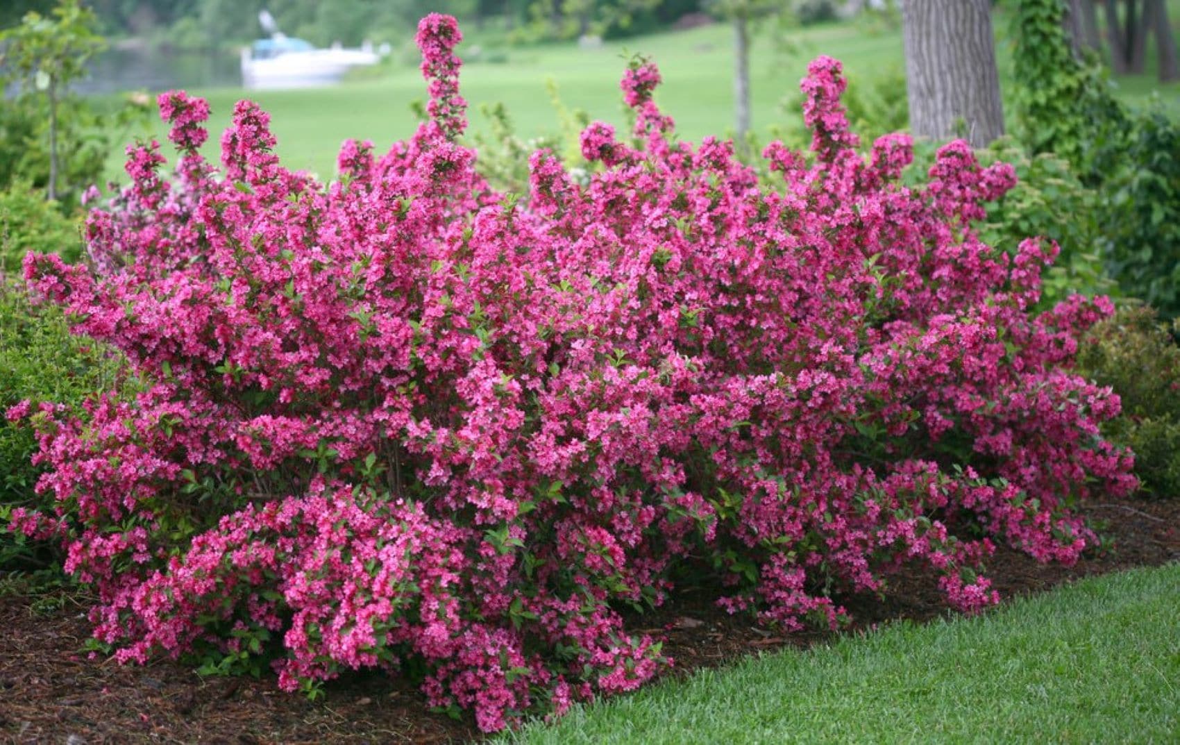 Proven Winners O91212W shrubs - View #2