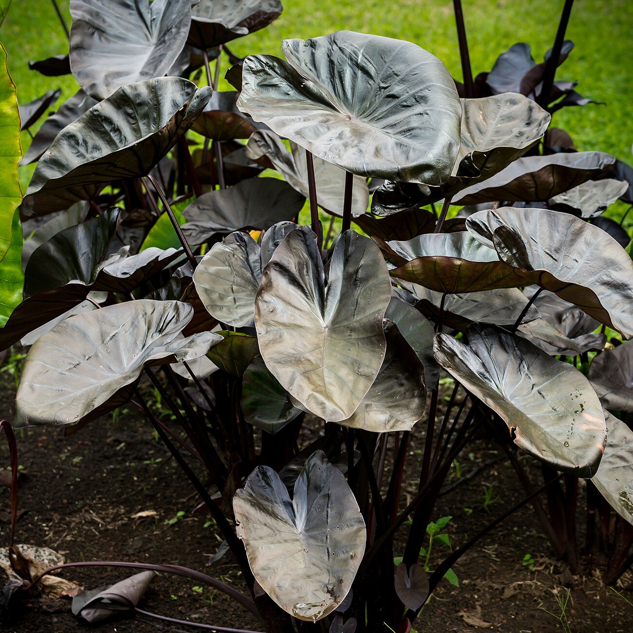Van Zyverden 83463 No flowers Elephant Ears Kona Coffee Bulbs 1.0 Count