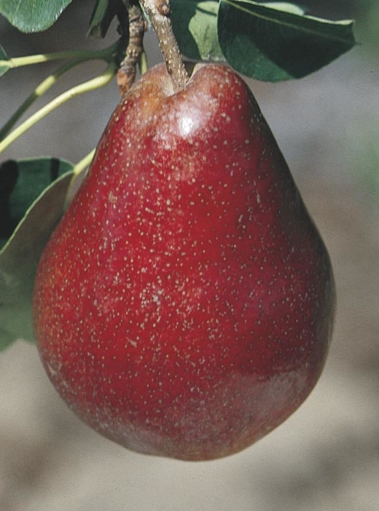 Pear Tree (Red Bartlett)