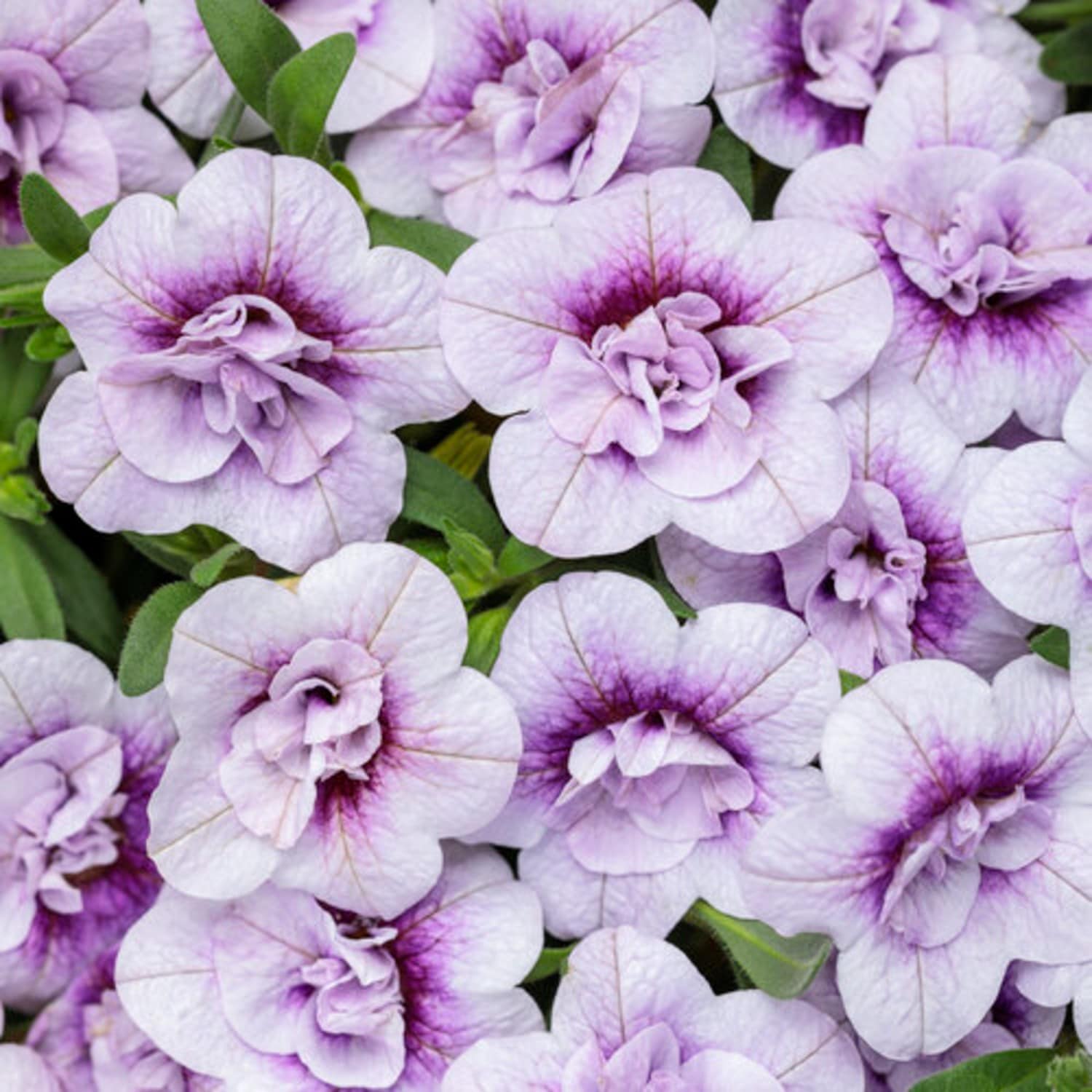 Lowe's NURSERY annuals - View #5