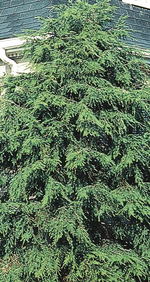  NURSERY 2.58-Gallon Feature Tree Canadian Hemlock In Pot (With Soil)