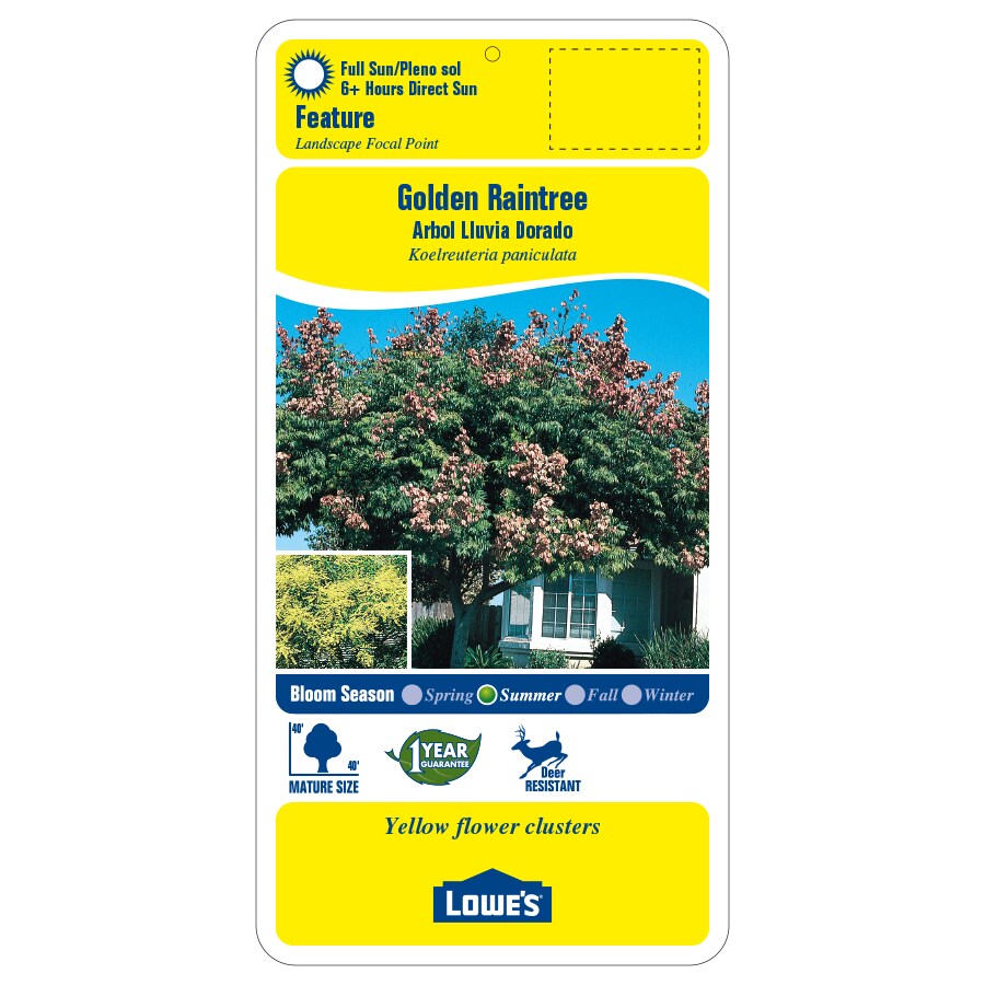 Lowe's Yellow Feature Golden Raintree In Pot (With Soil) in the Trees ...