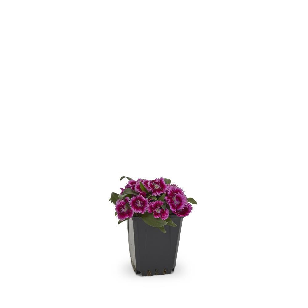 Monrovia NURSERY perennials - View #10