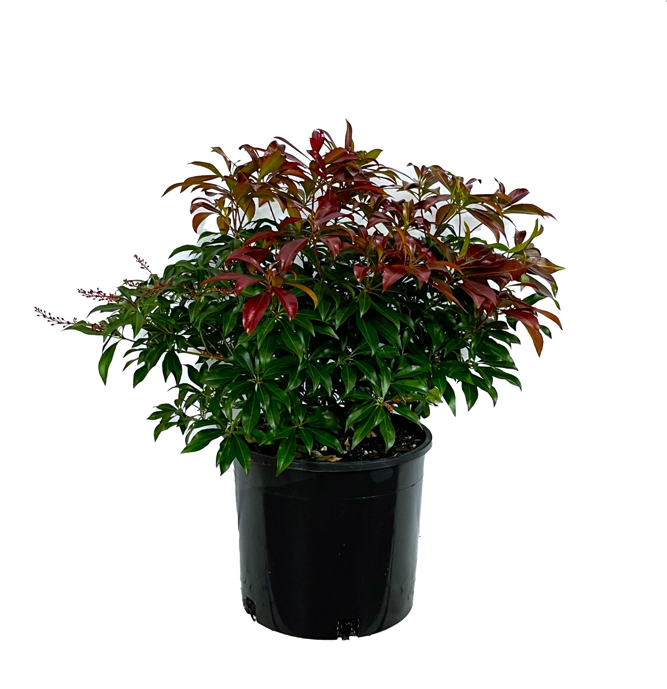  O59282M Katsura Pieris Accent Shrub in 2 -Gallon Pot 1 -Pack