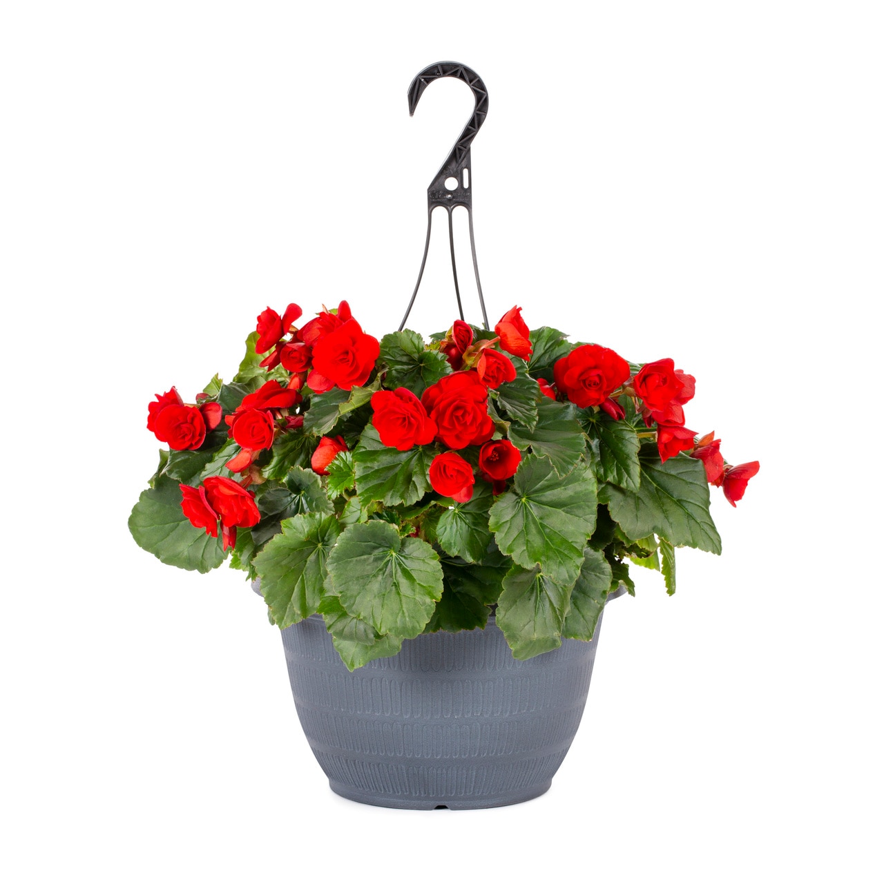 Metrolina Greenhouses 4939 Multicolor Begonia in 2 Gallon(s) Hanging basket 1 -Pack