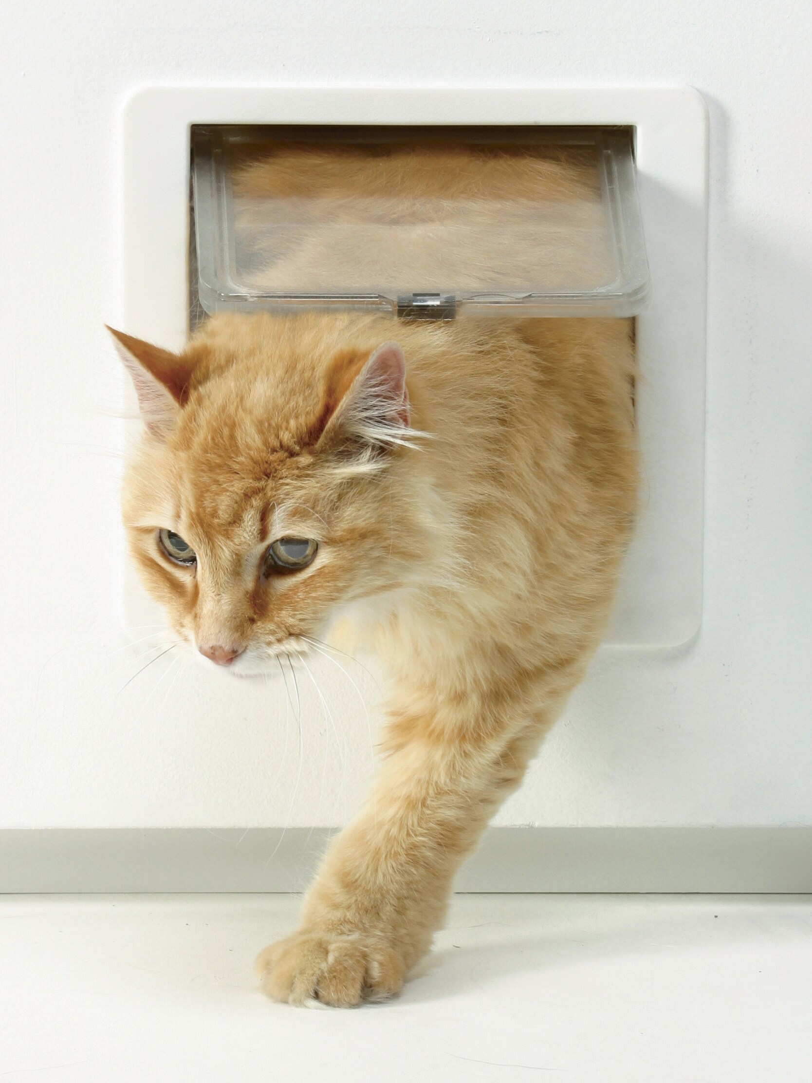 Ideal pet hot sale cat door