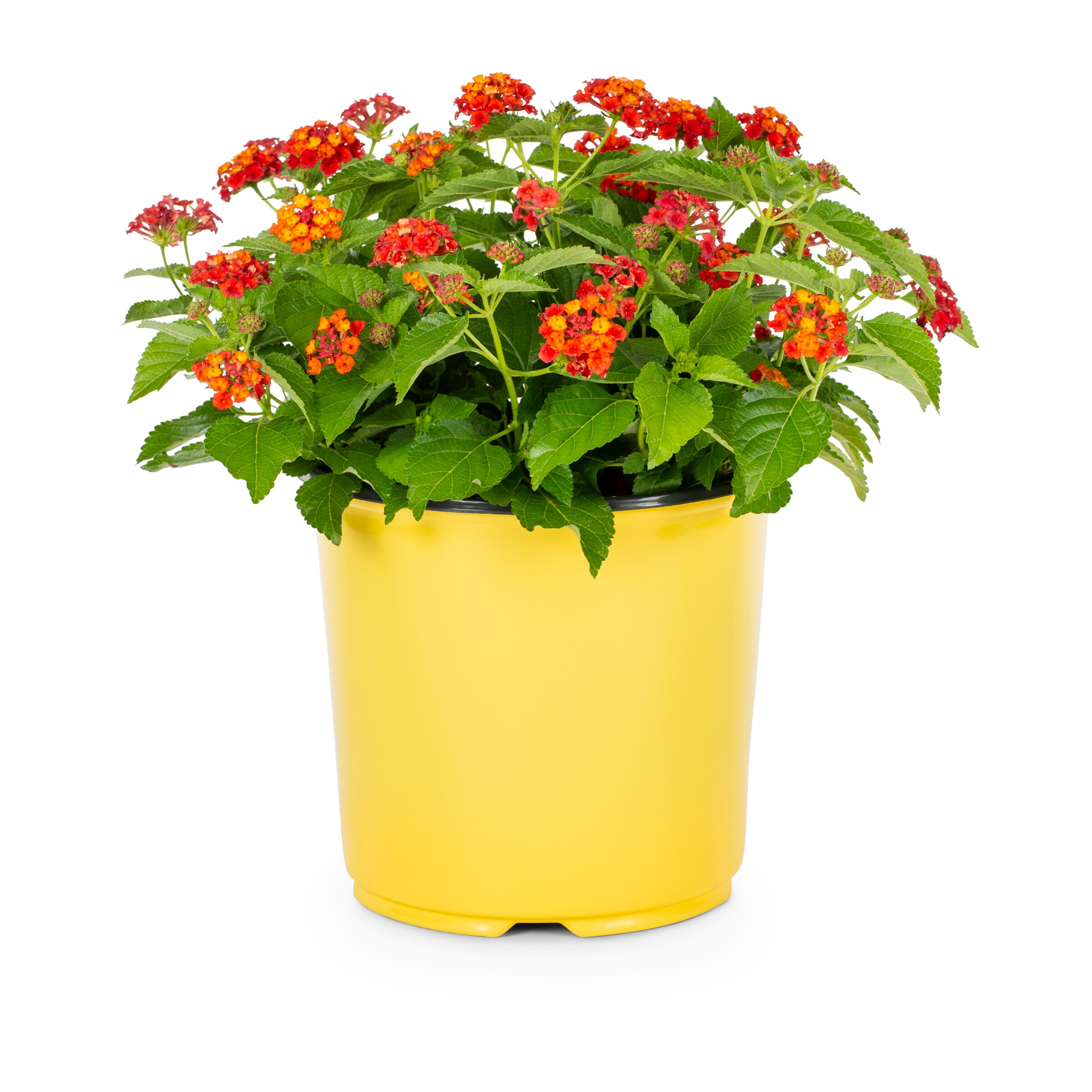 Lowe's Multicolor Lantana in 1.5-Gallons Pot in the Annuals department ...