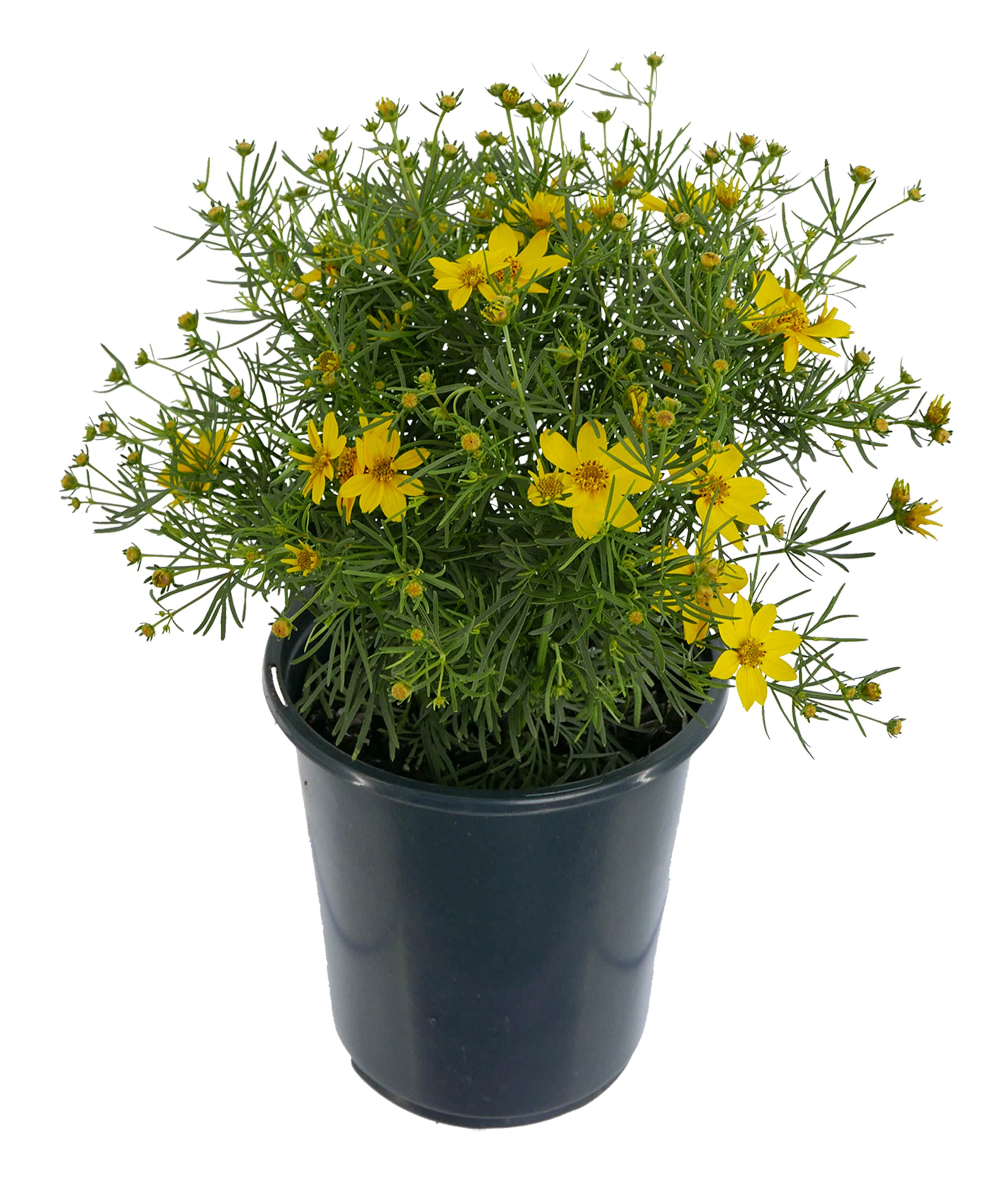 2.5 -Quart Yellow Coreopsis v. 'Zagreb' 1 -Pack - Low Maintenance