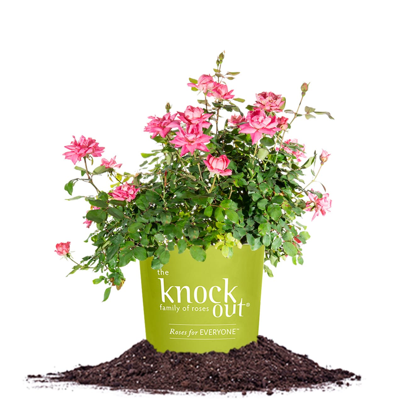 Perfect Plants LODOUBLEPINKKOROSE1G Pink Double Pink KnockOut Rose 1 -Gallon Pot