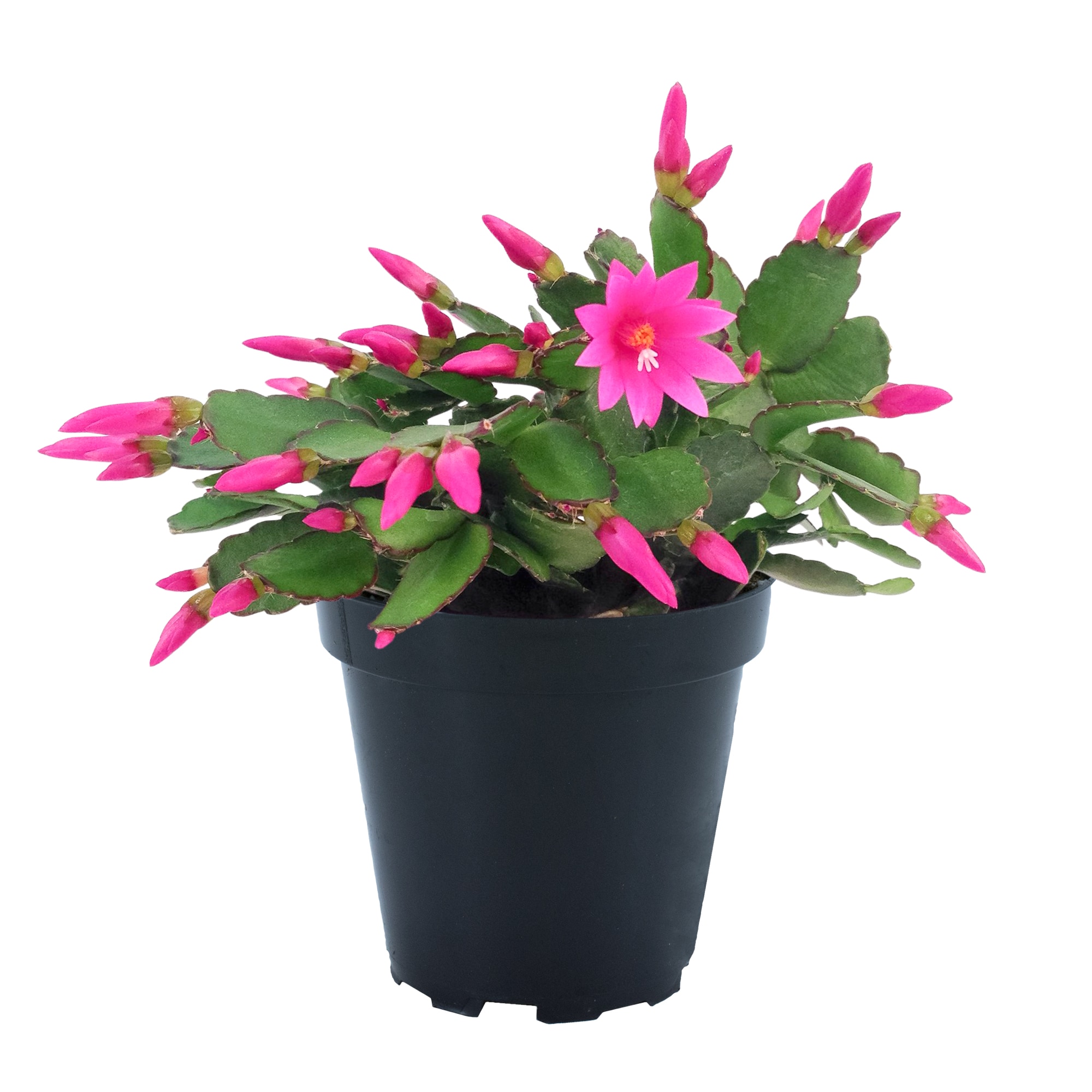 Cactus House plant in 11 Ounce(s) Pot 1 -Pack