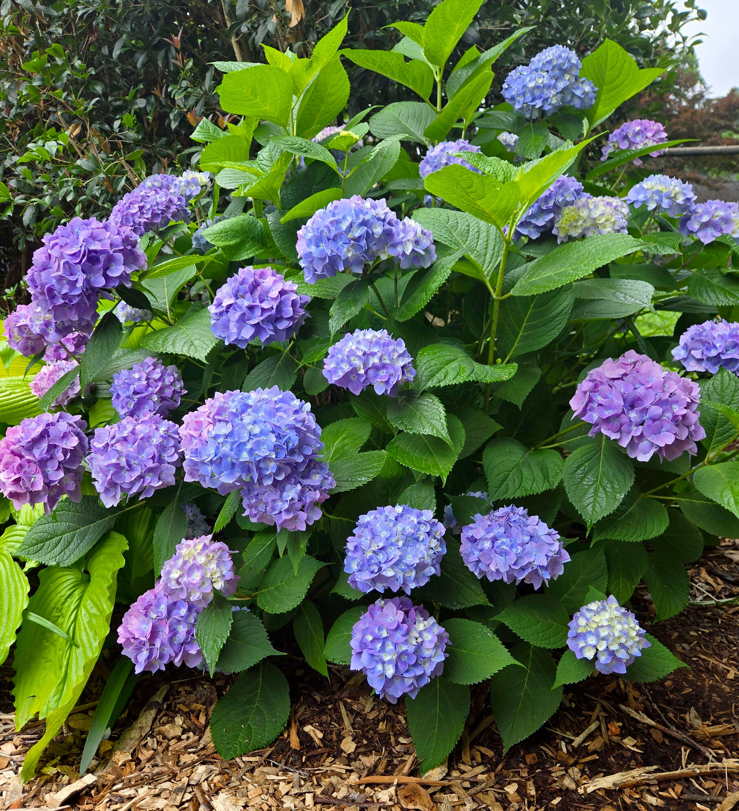 Southern Living Plant Collection 25642-1 shrubs - View #12