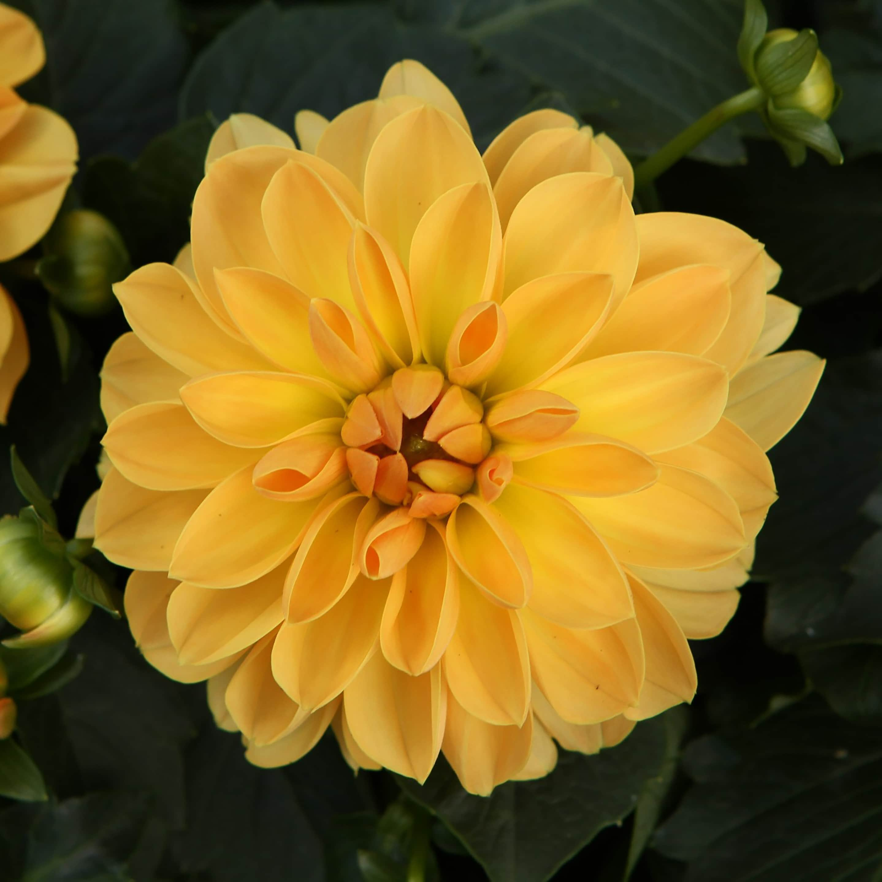 Proven Winners Sunny Yellow Dalina Grande Romero Dahlia Hybrid in 1 ...