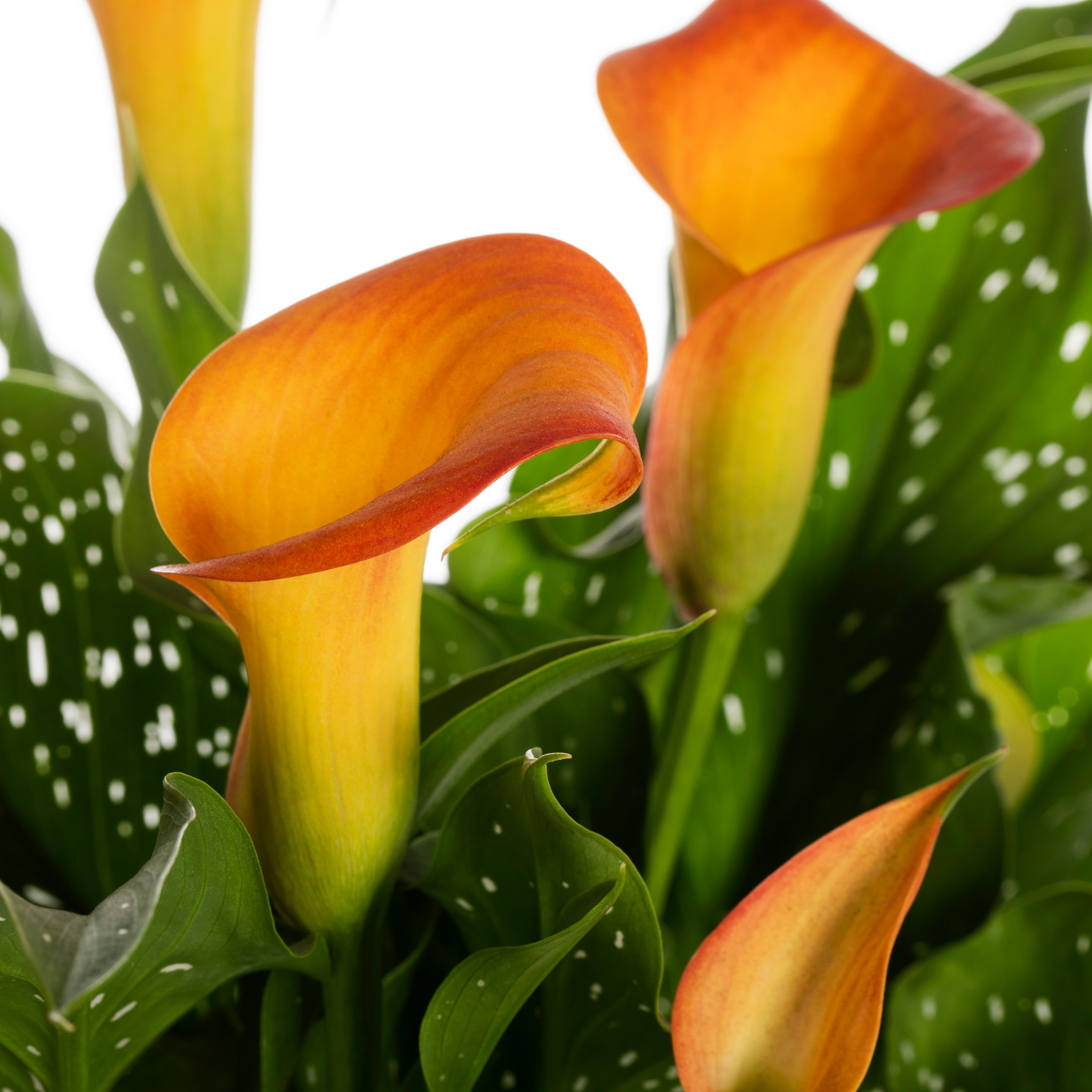 Lowe's NURSERY annuals - View #2