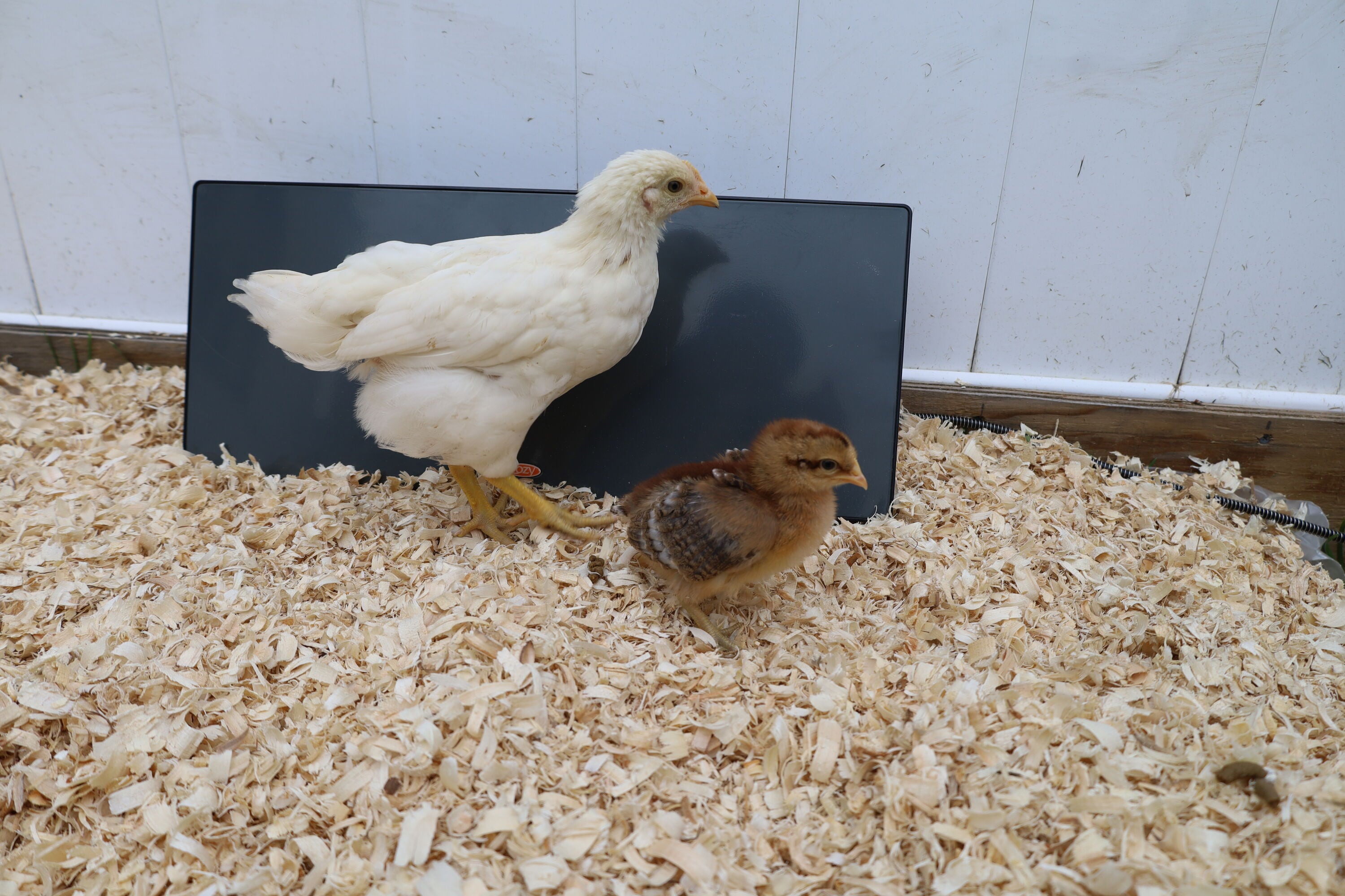 Cozy Products CC-COOP-HP Chicken-Coops-Rabbit-Hutches - View #5