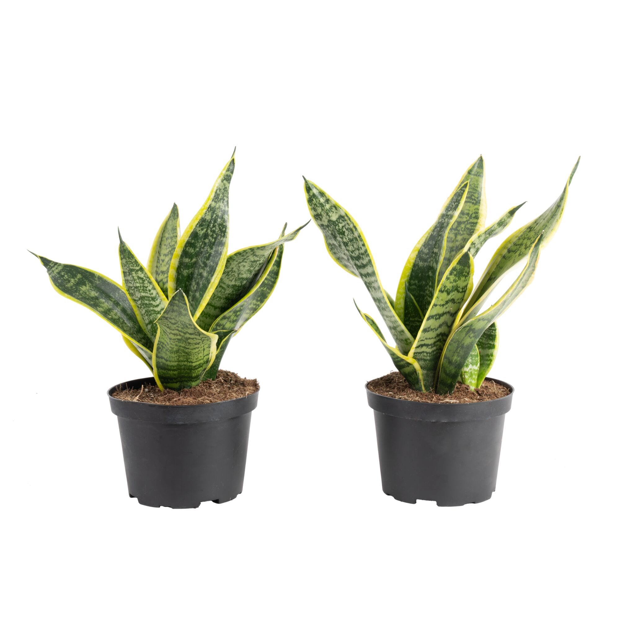 Costa Farms CO.SL07.1.GP.2PK Grower's Choice Sansevieria Snake Plant House plant in 6 Inch(es) Pot 2.0 -Pack