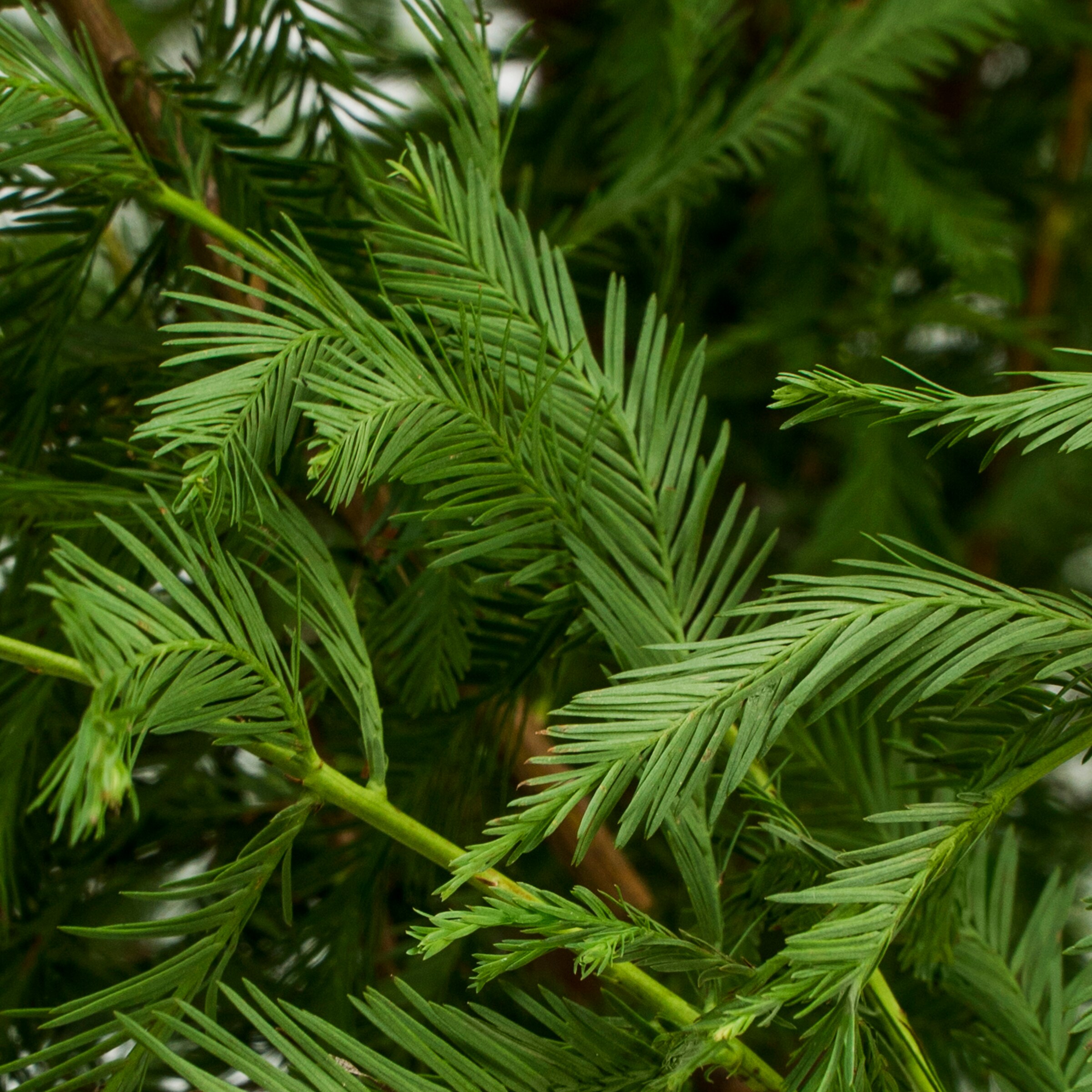 Lowe's 097781512167 trees - View #2