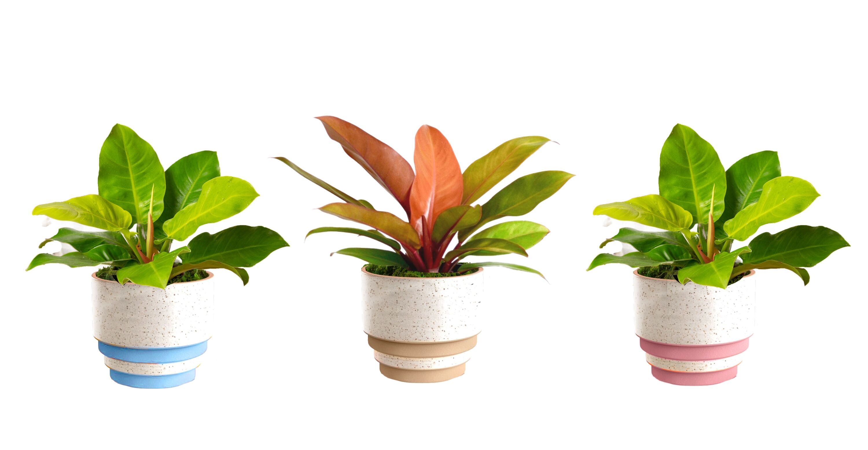 LiveTrends ASB06569 Topsy Turvy House plant in 36 Ounce(s) Pot 1 -Pack