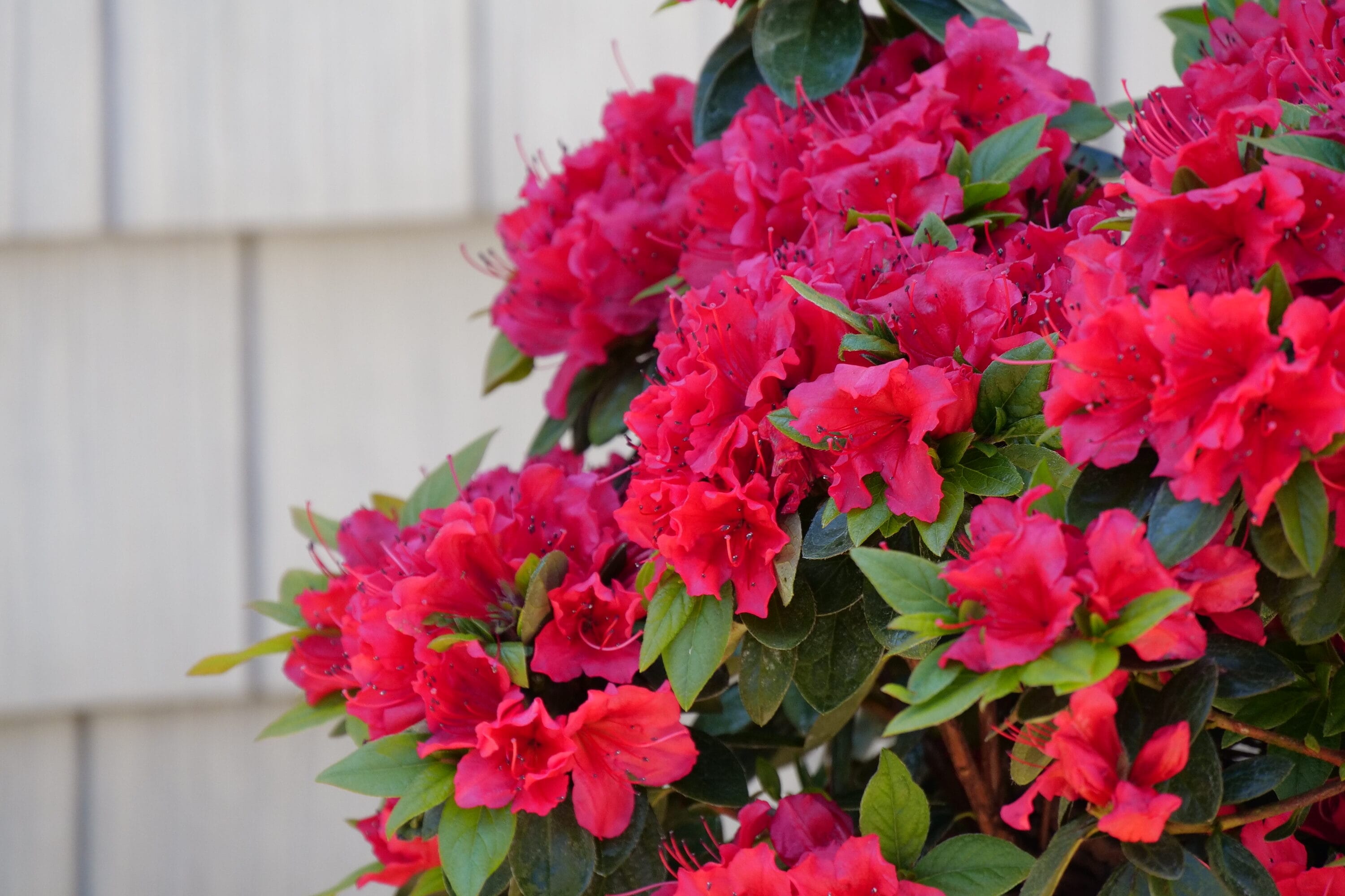 Proven Winners RHOPRC3027800 shrubs - View #3