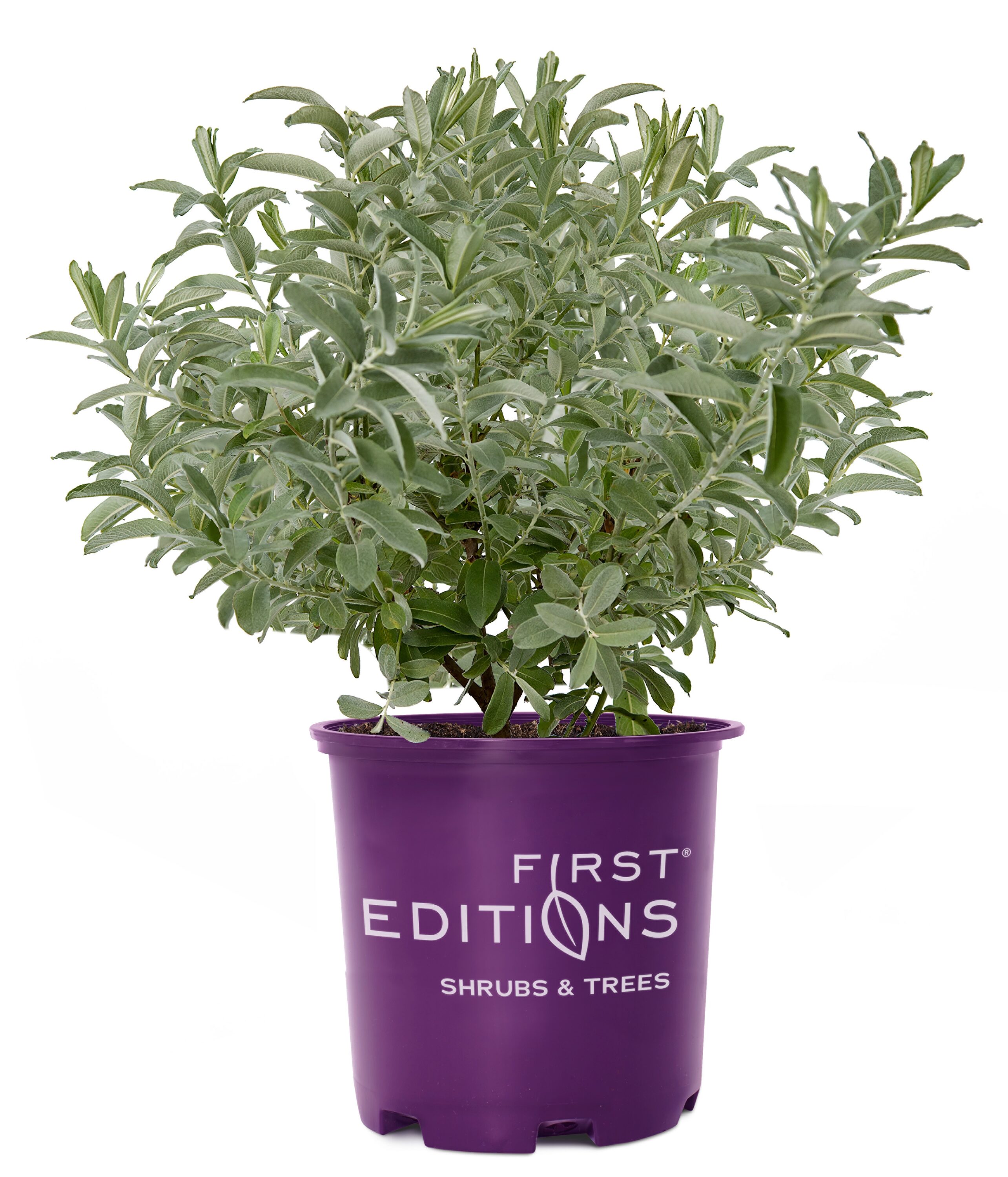 Lowe's NURSERY Iceberg Alley Flowering Shrub in 3 -Gallon Pot 1.0 -Pack with Green Blooms