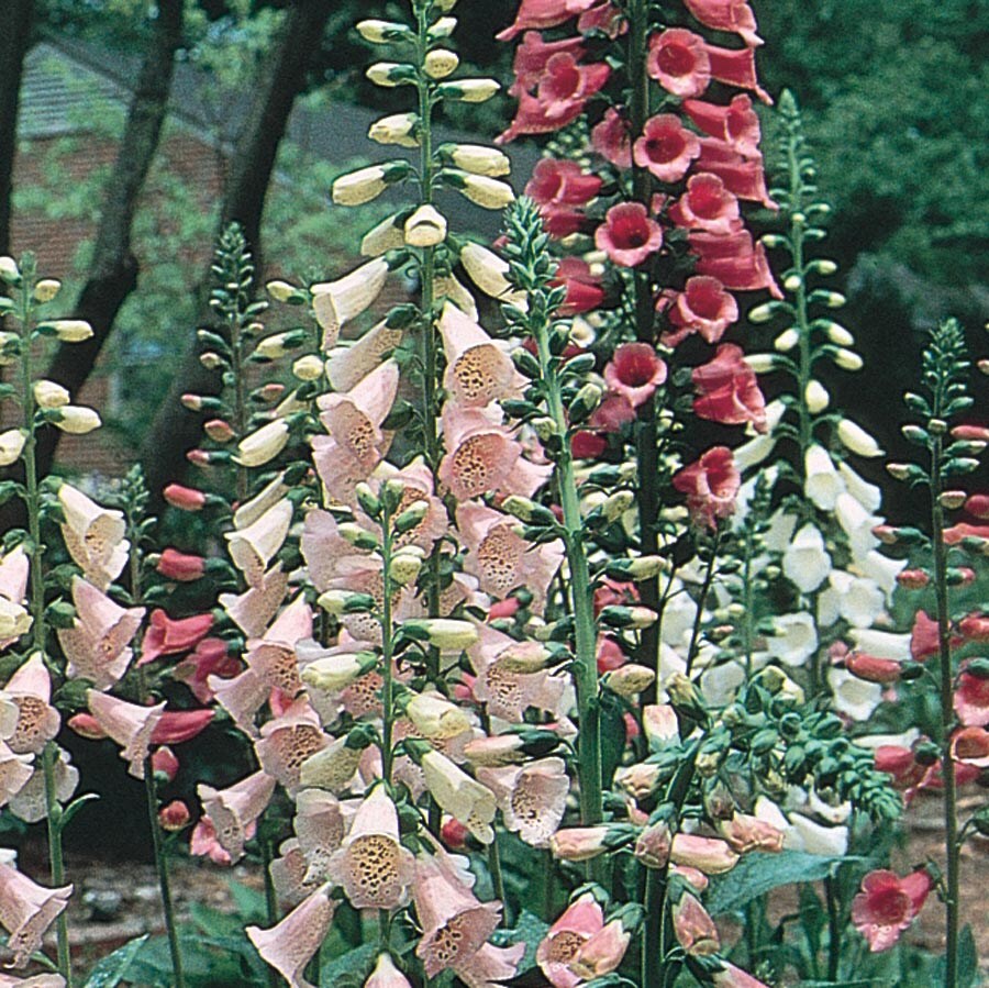 fox gloves near me