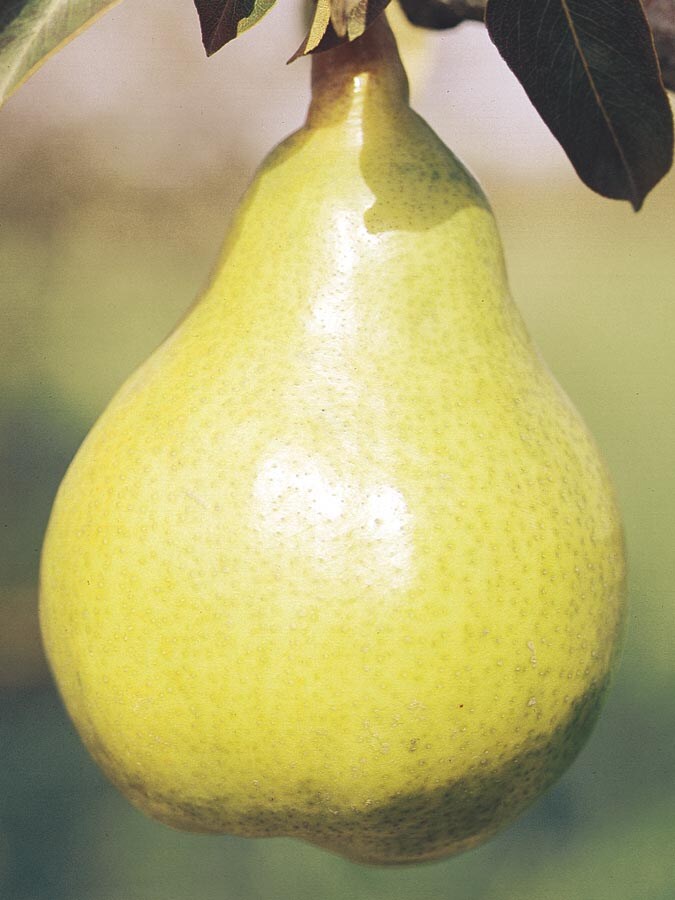  NURSERY Bartlett Pear Tree