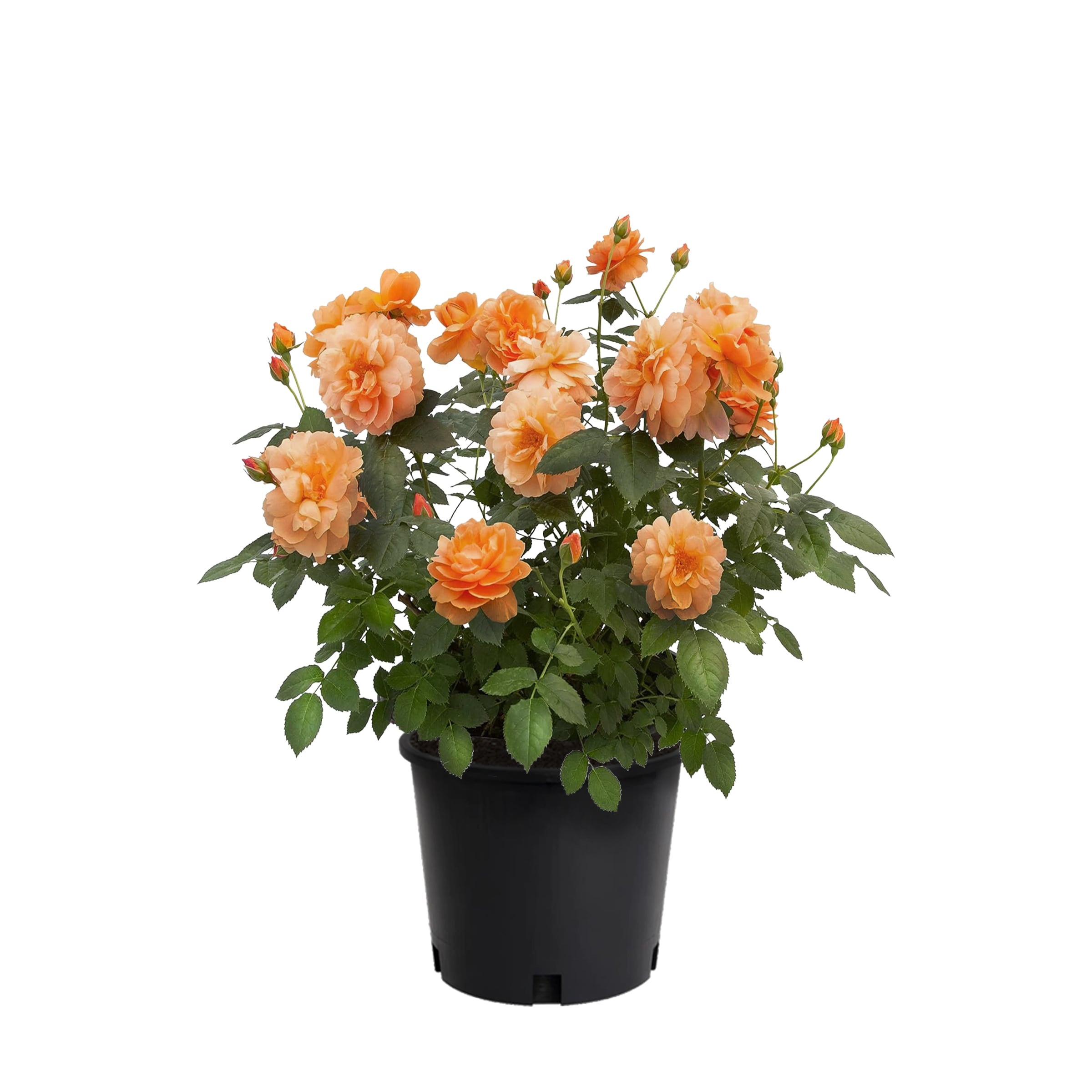 Lowe's 62153FL Orange Orange Rose 2.25 -Gallon 1 -Pack in Pot