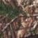Realtree Xtra