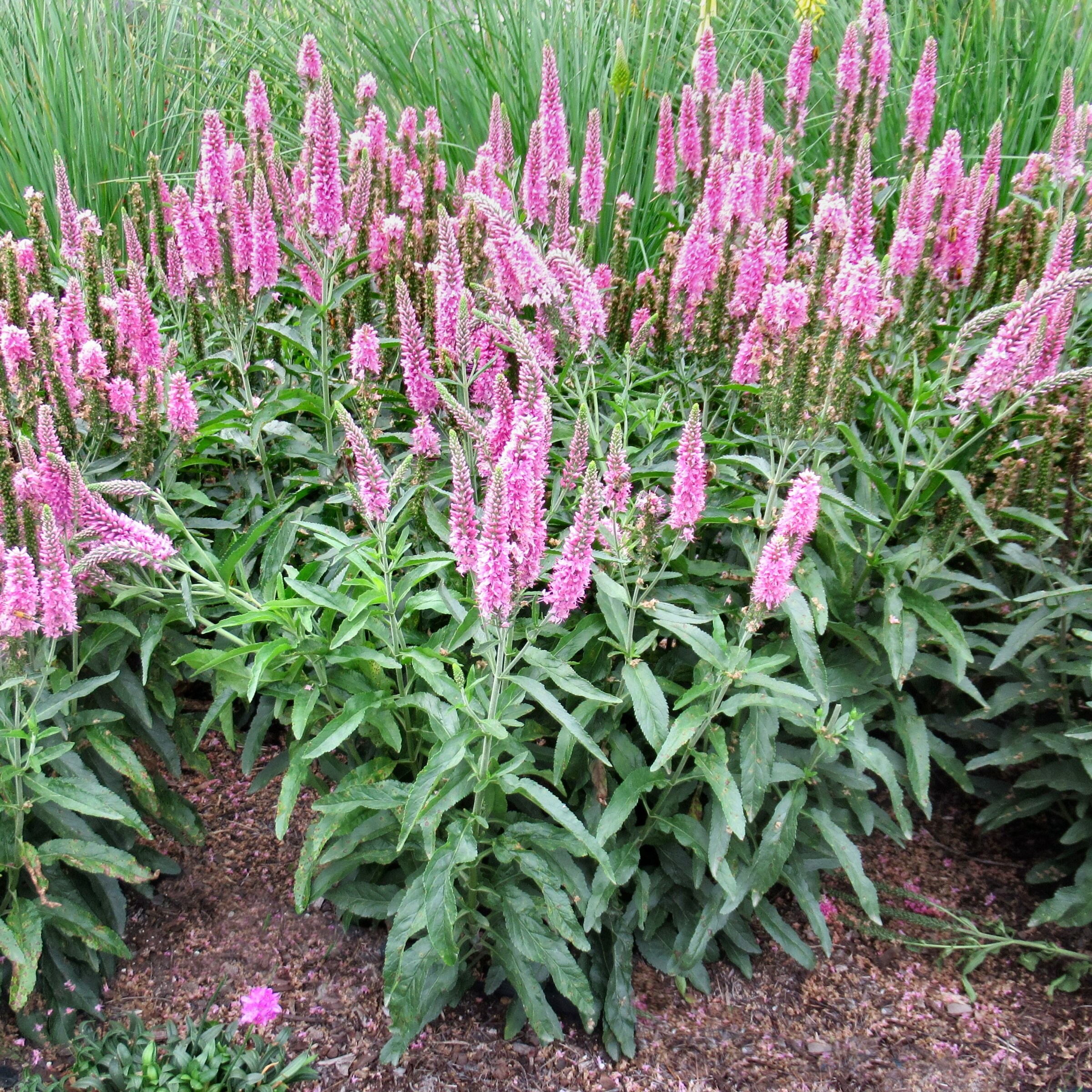 National Plant Network LW2209 perennials - View #7