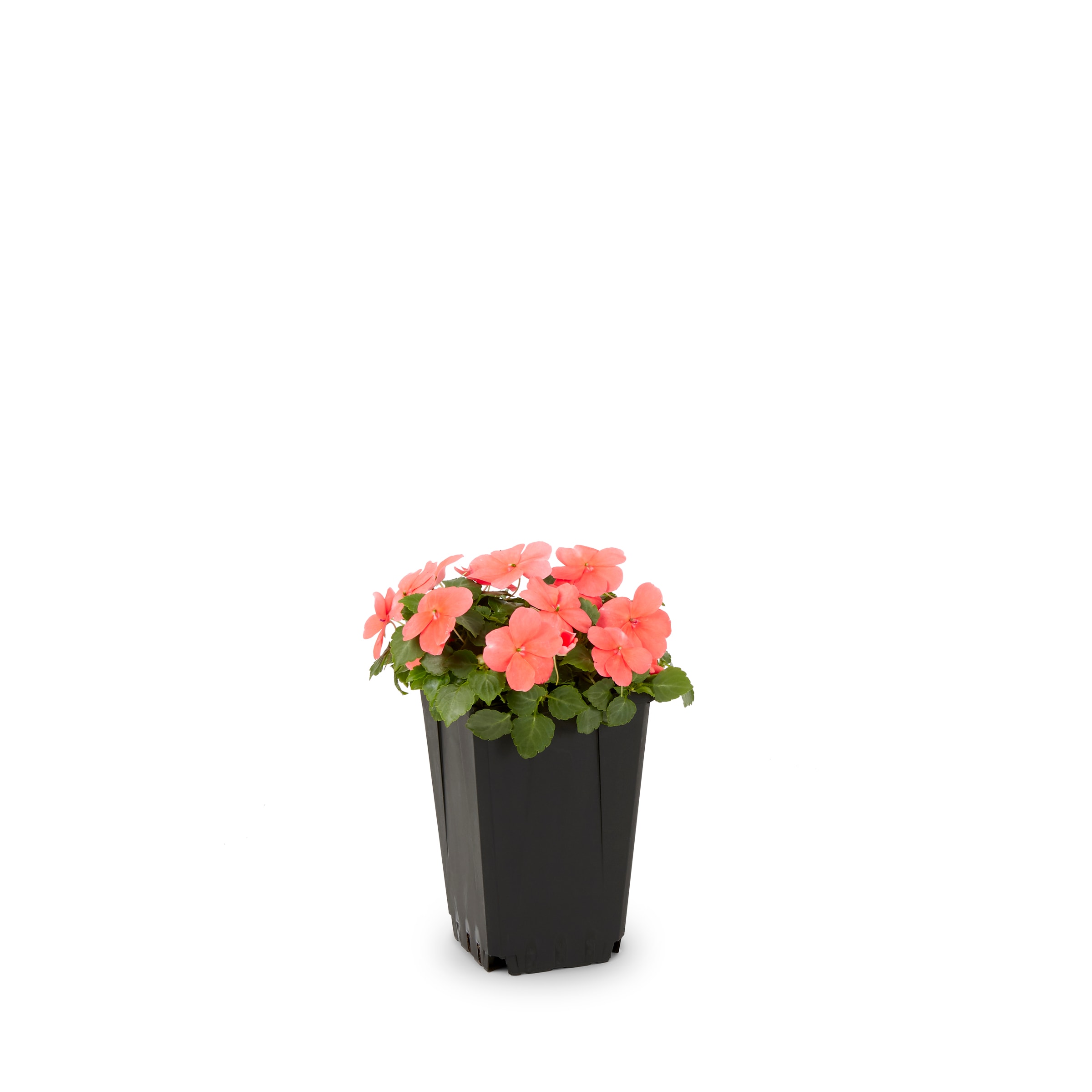 Lowe's Multicolor Impatiens in 1-Quart Pot at Lowes.com