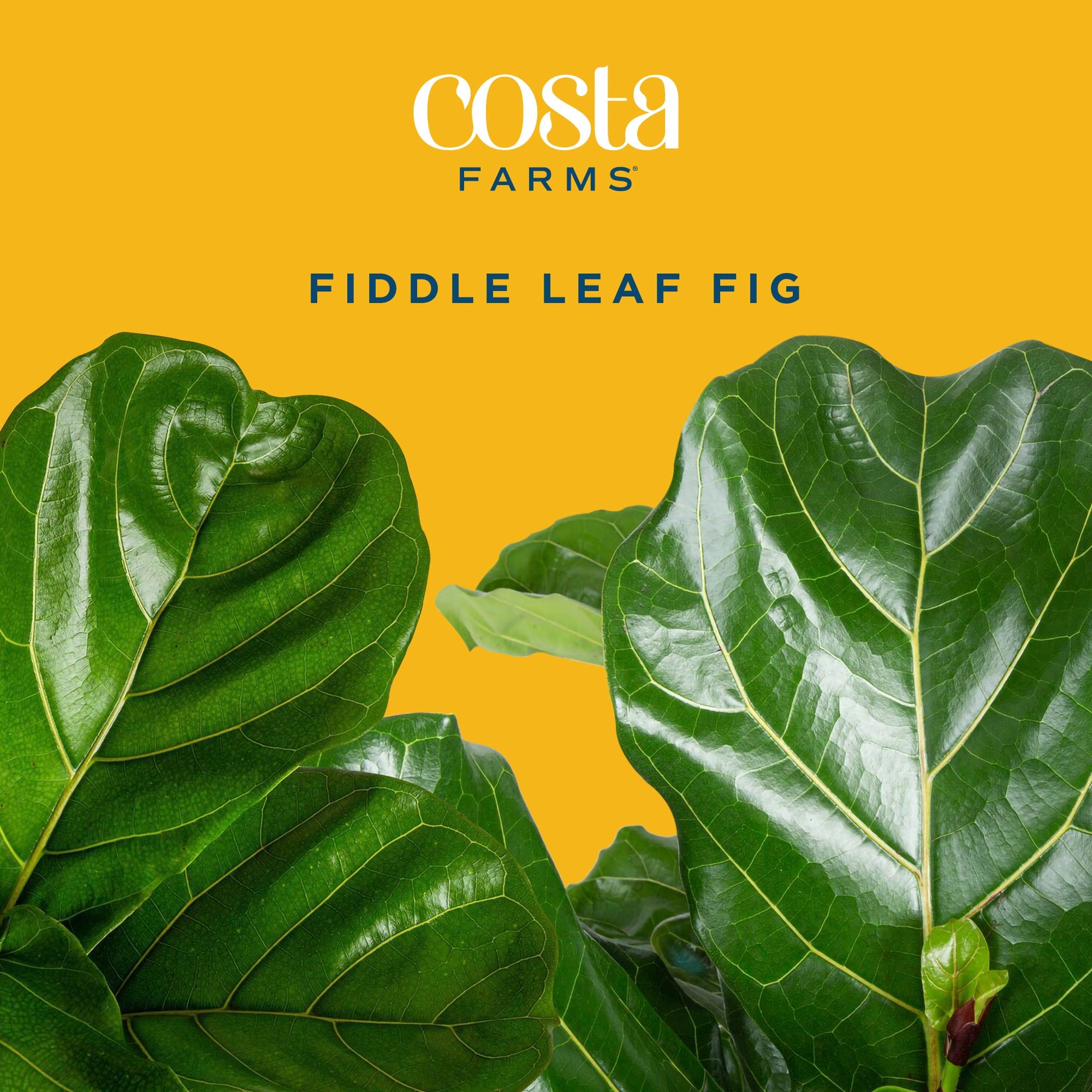Costa Farms L-2FL-G-POT-01-LW hseplants - View #3