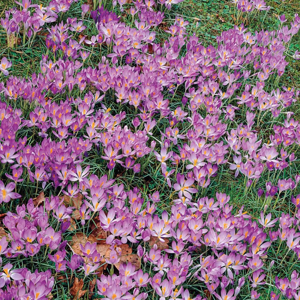 Breck's 91868 Plant-Bulbs - View #2