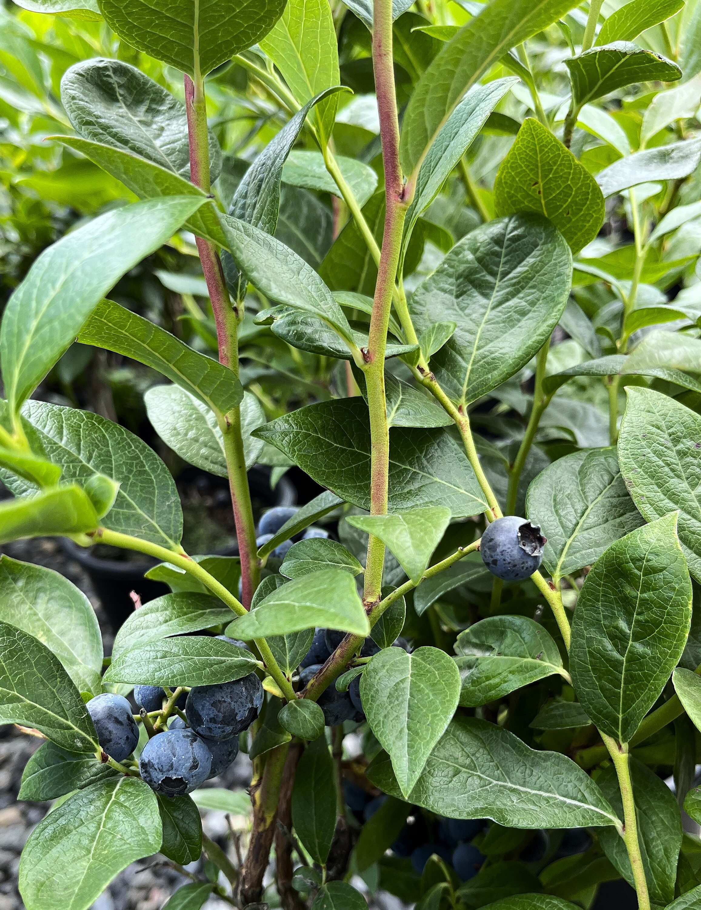  O895601 Fruit-Plants - View #3