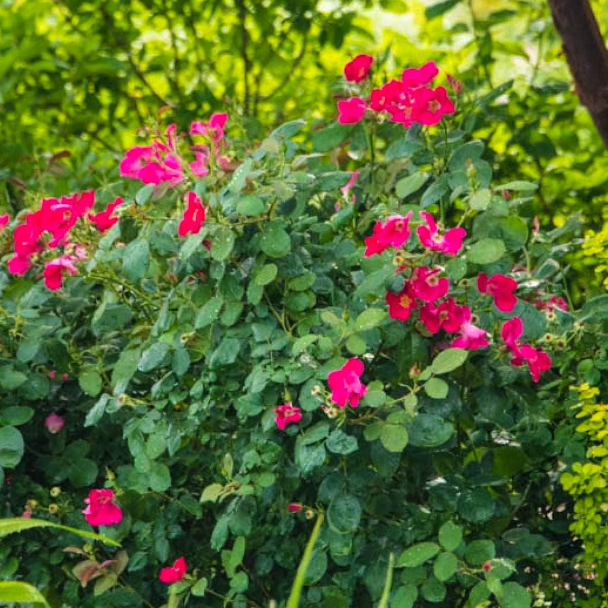 Spring Hill Nurseries 78967 roses - View #2
