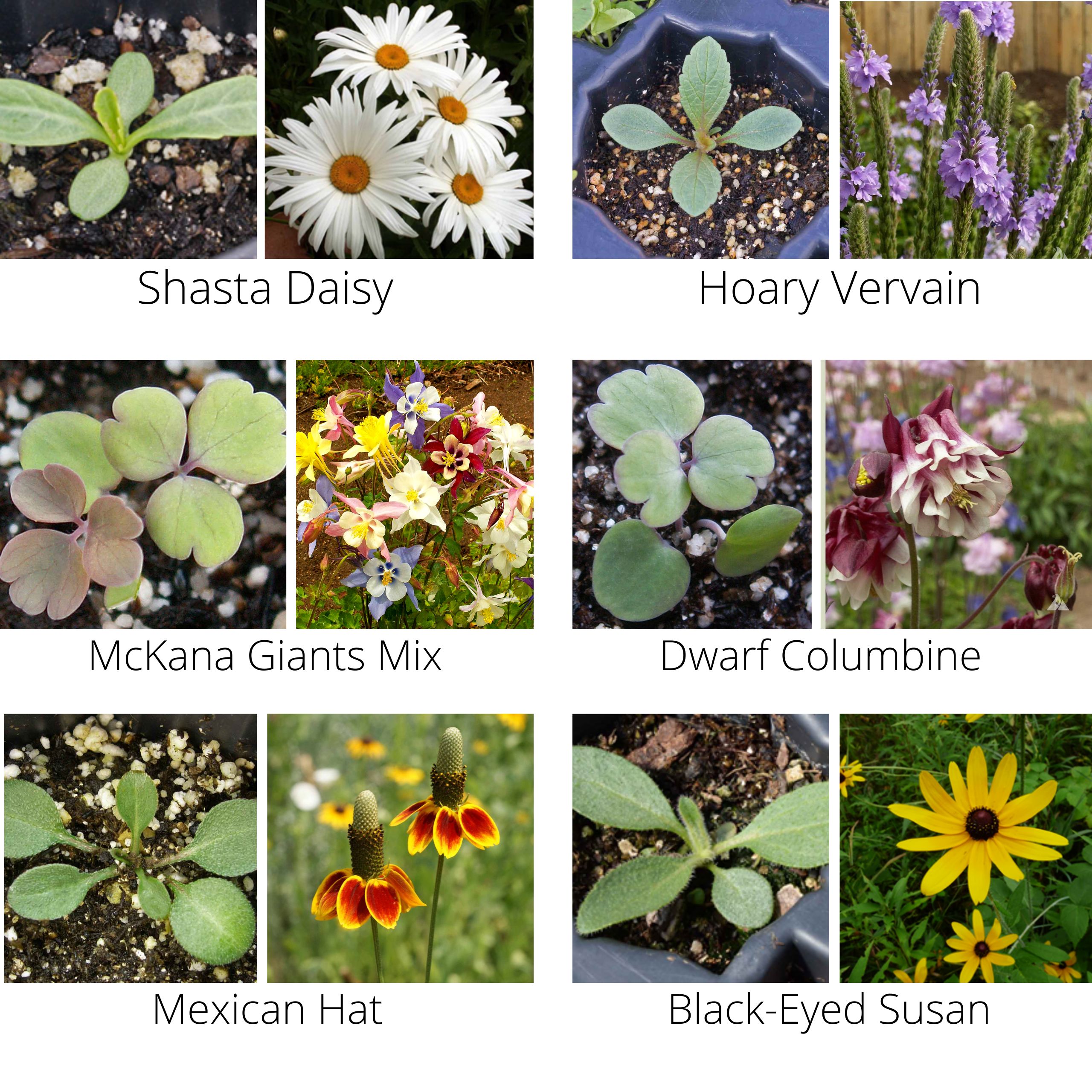 Earth Science 12137 seeds - View #4