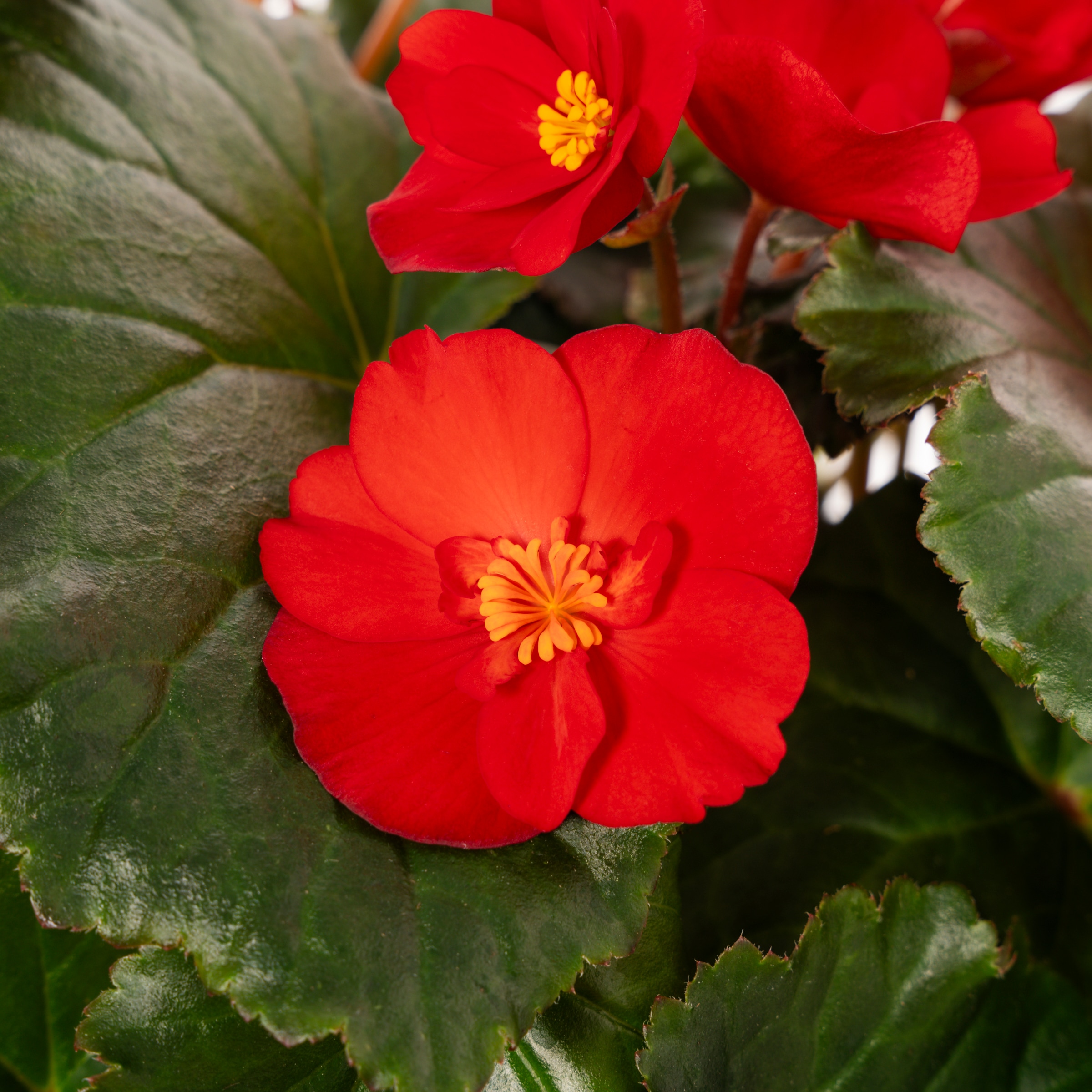 Metrolina Greenhouses 4783 annuals - View #2