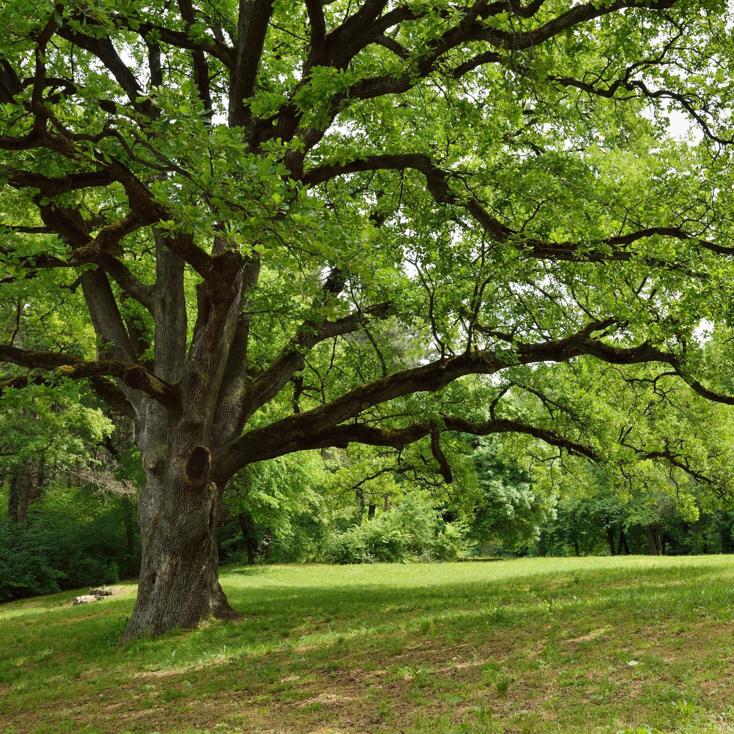 National Plant Network LW3030 trees - View #2