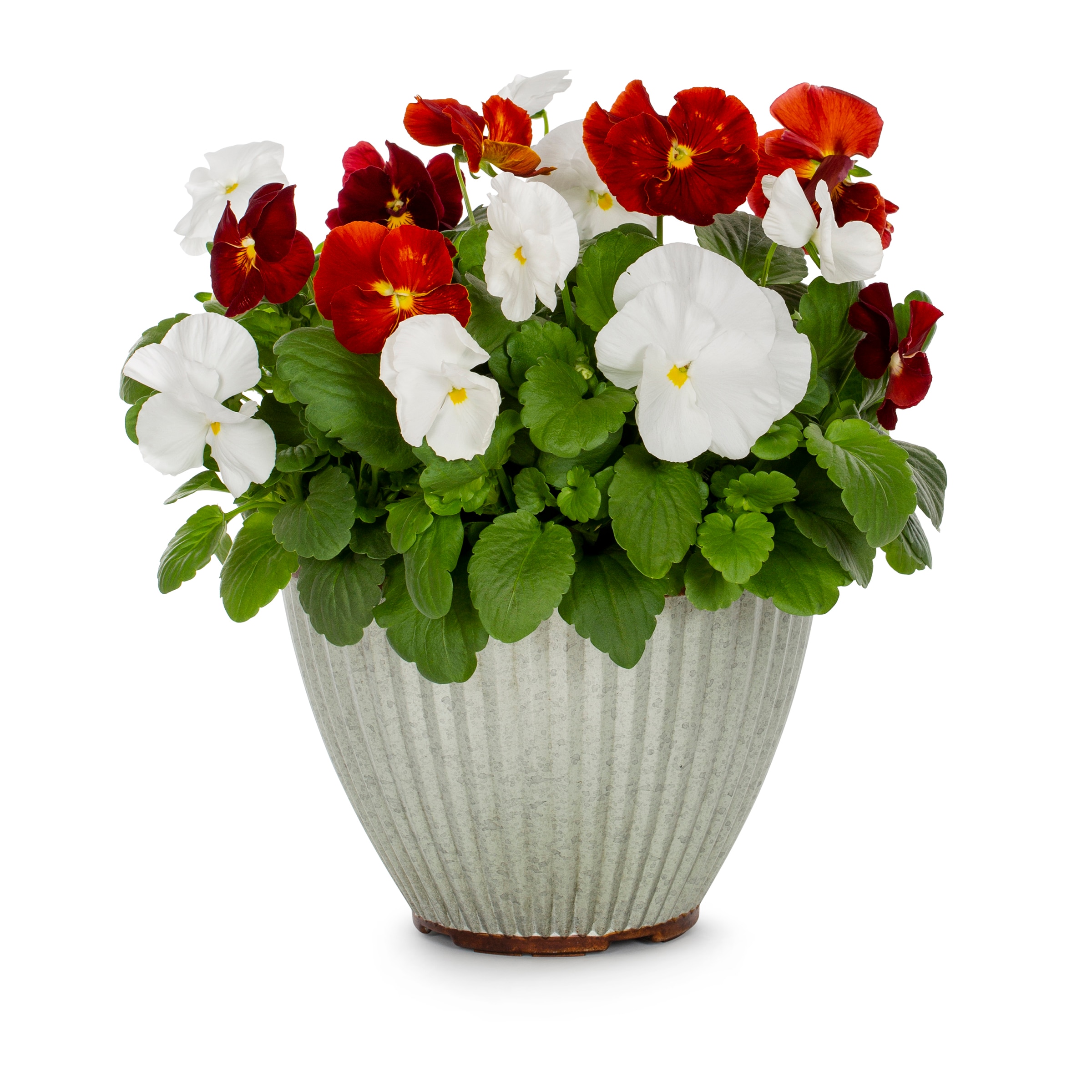 Lowe's Multicolor Majestic Giants Pansy in 1-Gallon Planter in the ...