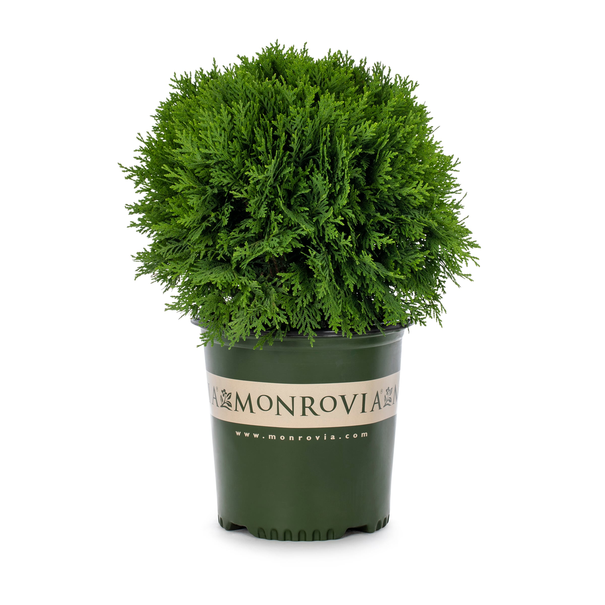 Monrovia 5761387 Spectre Arborvitae Screening Shrub in 2 -Gallon Pot 1 -Pack