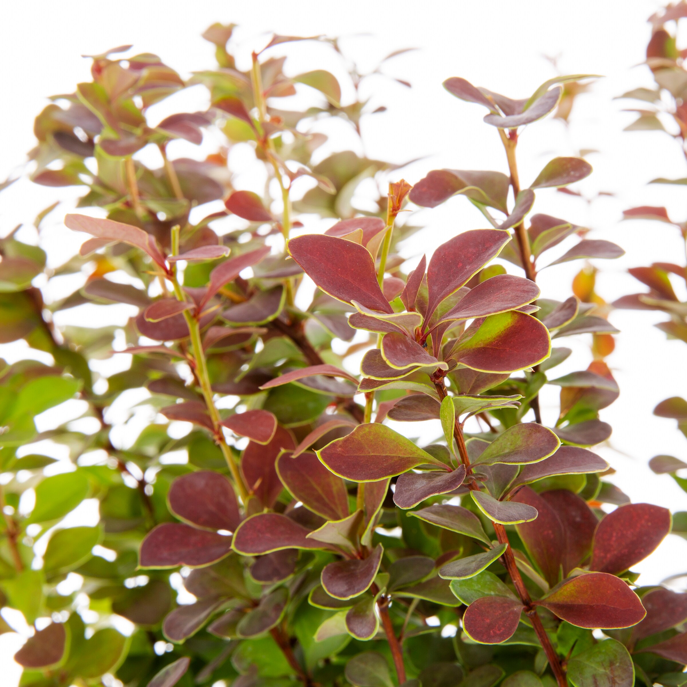 Monrovia NURSERY shrubs - View #2