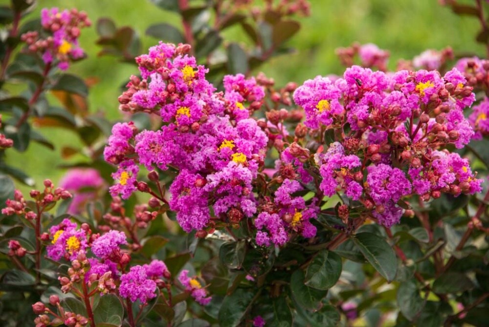 Spring Hill Nurseries 83293 shrubs - View #4