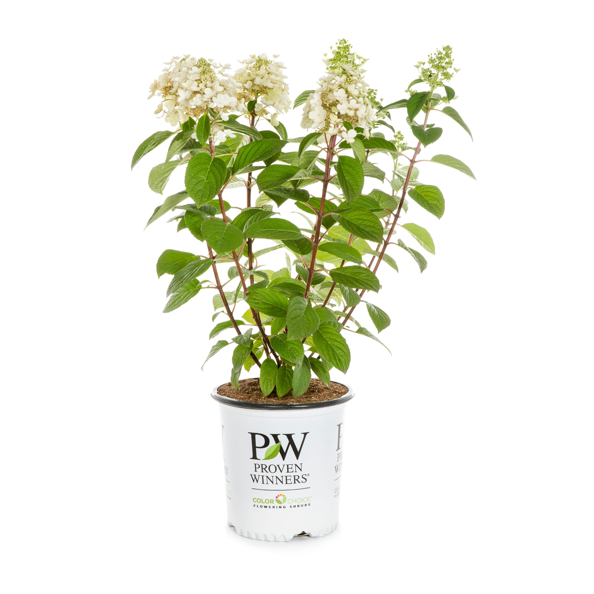 Proven Winners Multicolor Little Quick Fire Panicle Hydrangea Flowering ...